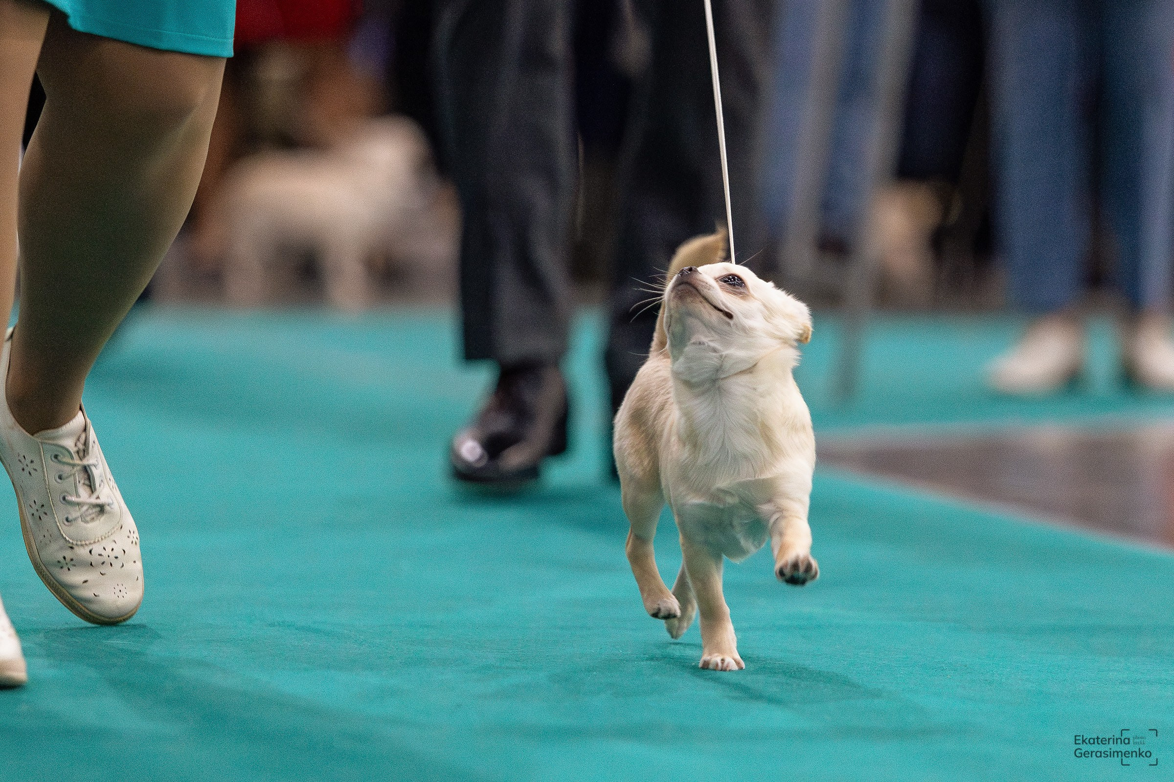 16–17 ноября 2024, Выставка ЕВРАЗИЯ, г. Москва. Htykk_photo