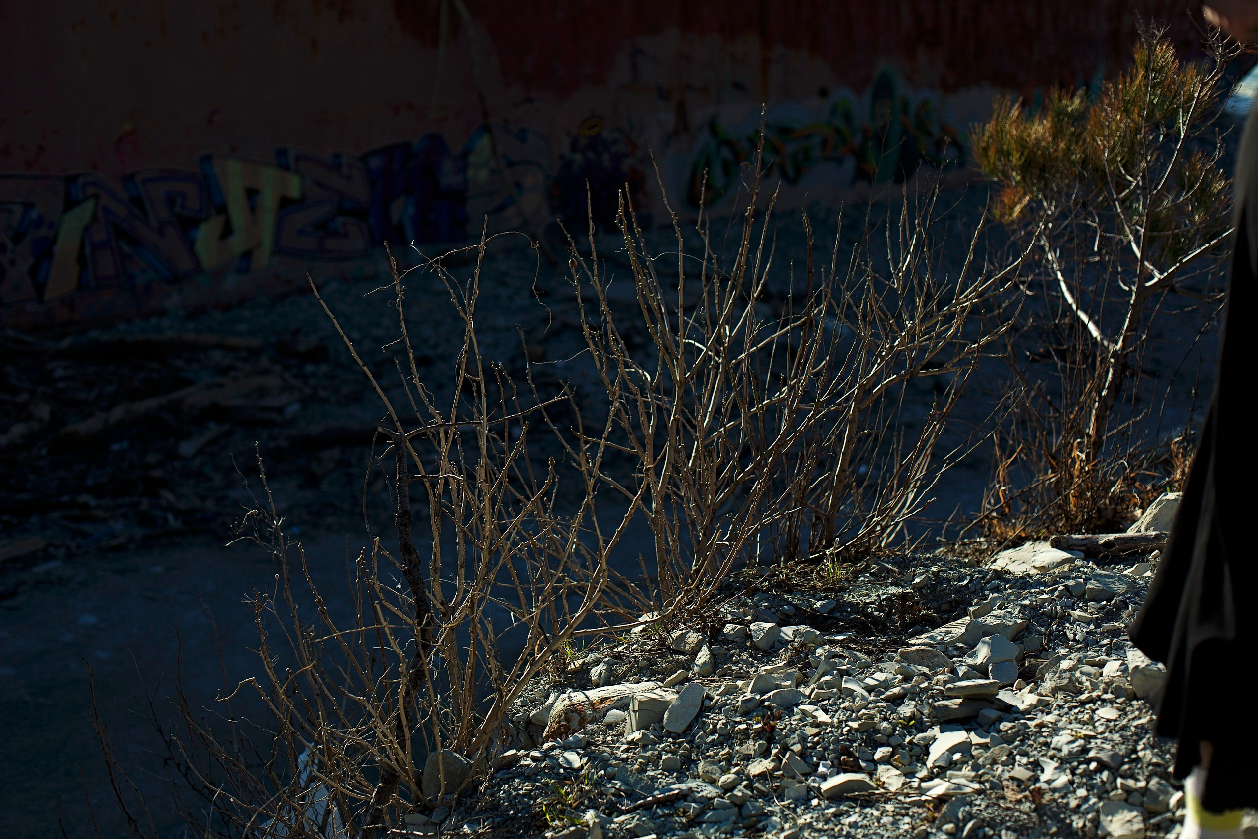 Ася Воробьёва. Анастасия Либерти