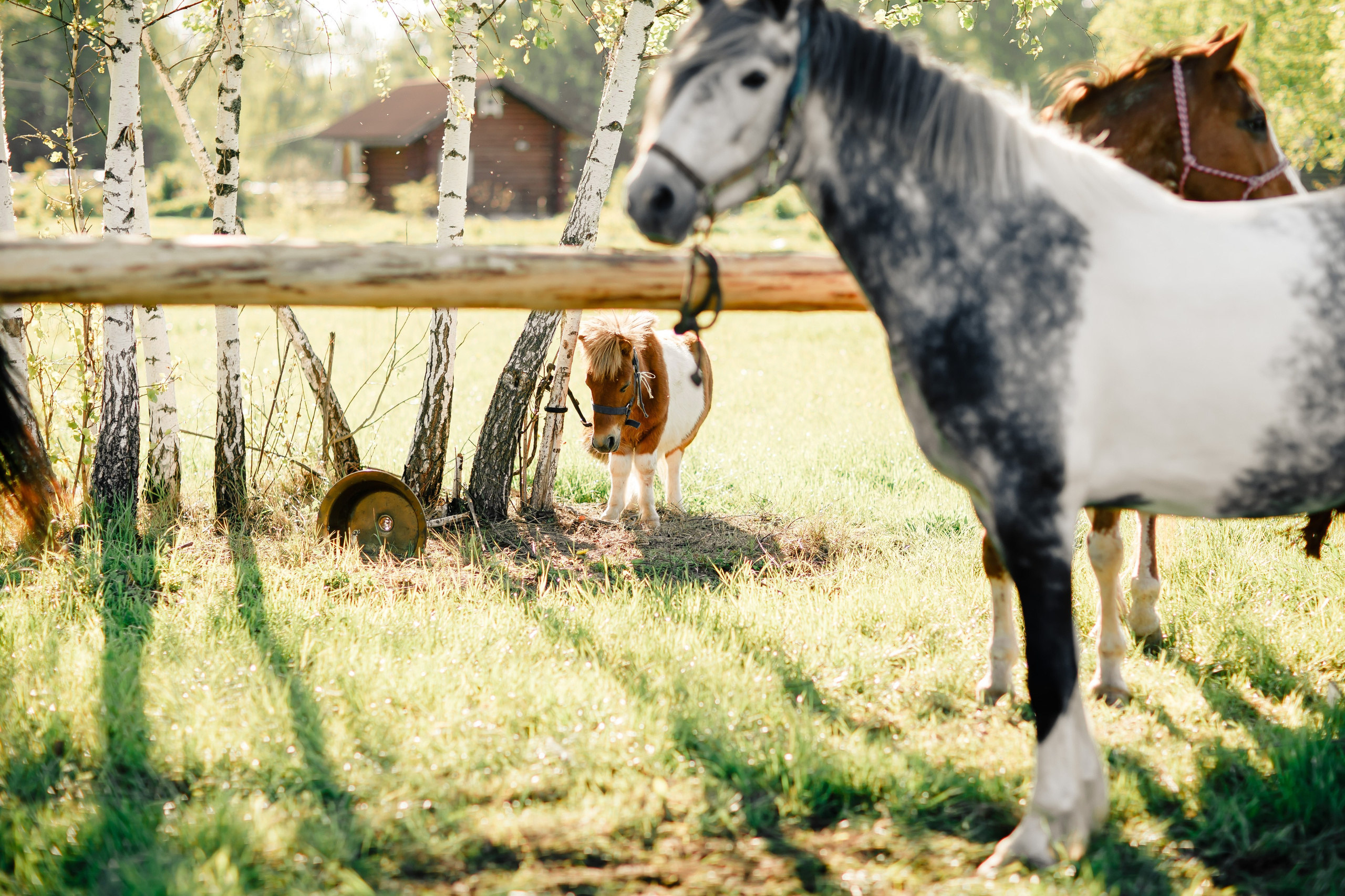 Гликерия и Дмитрий|Ранчо. Свадебный фотограф Серпухов — Москва Ольга Васильева