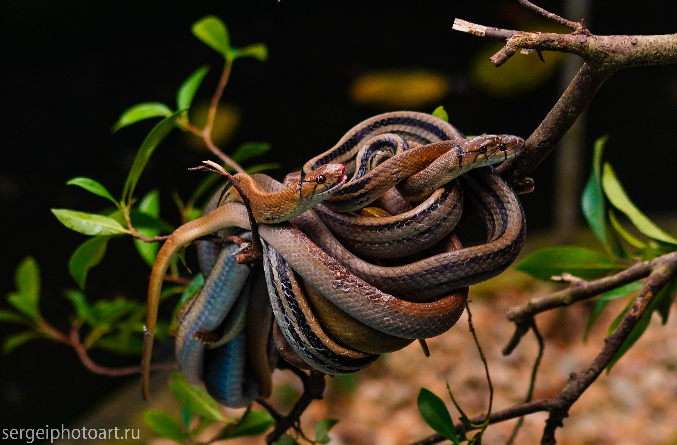 Остров Фукуок, Вьетнам. Фотограф Сергей Кишкель Дананг Нячанг Фукуок
