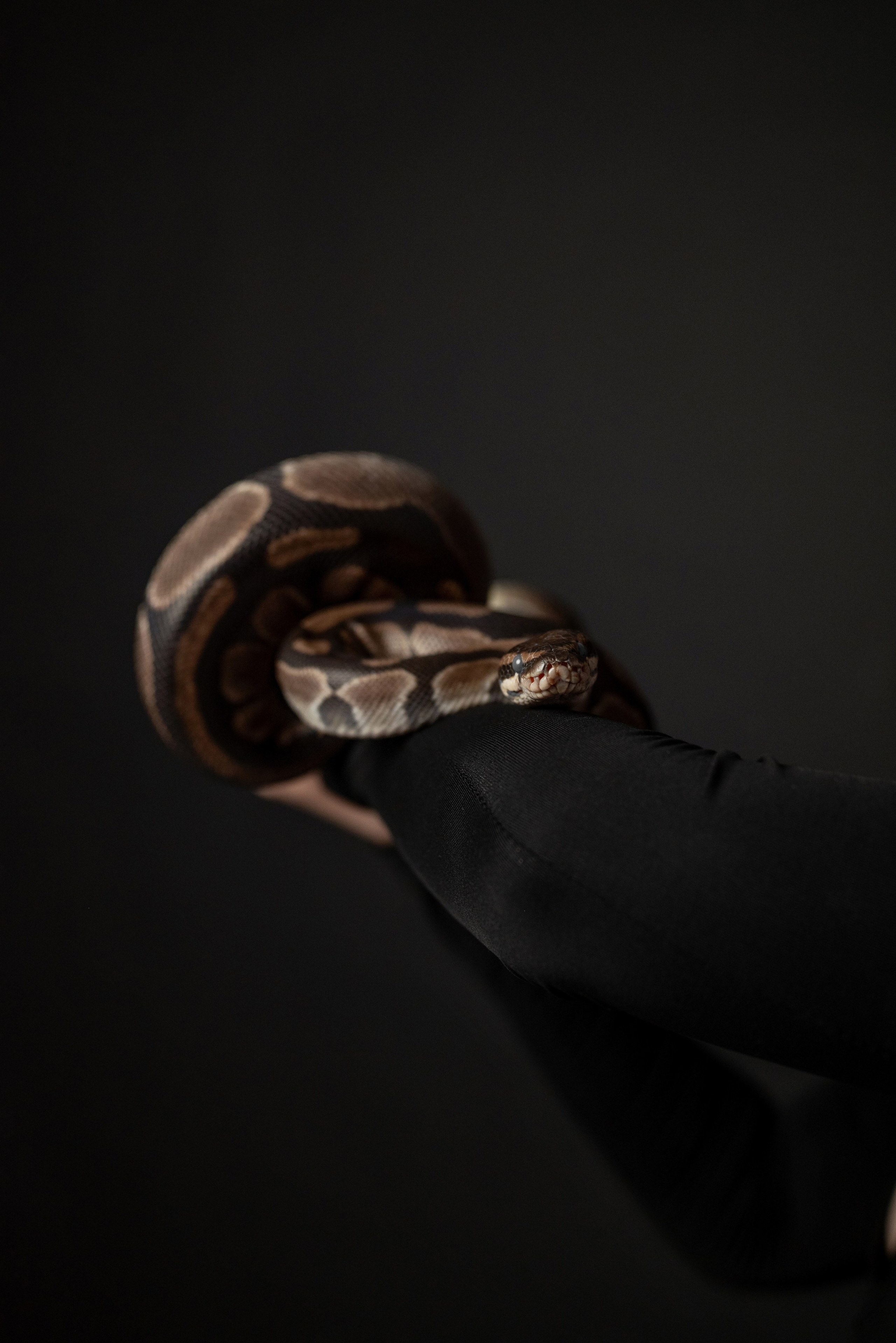 Фотопроект с питоном. Фотограф в городе Салават