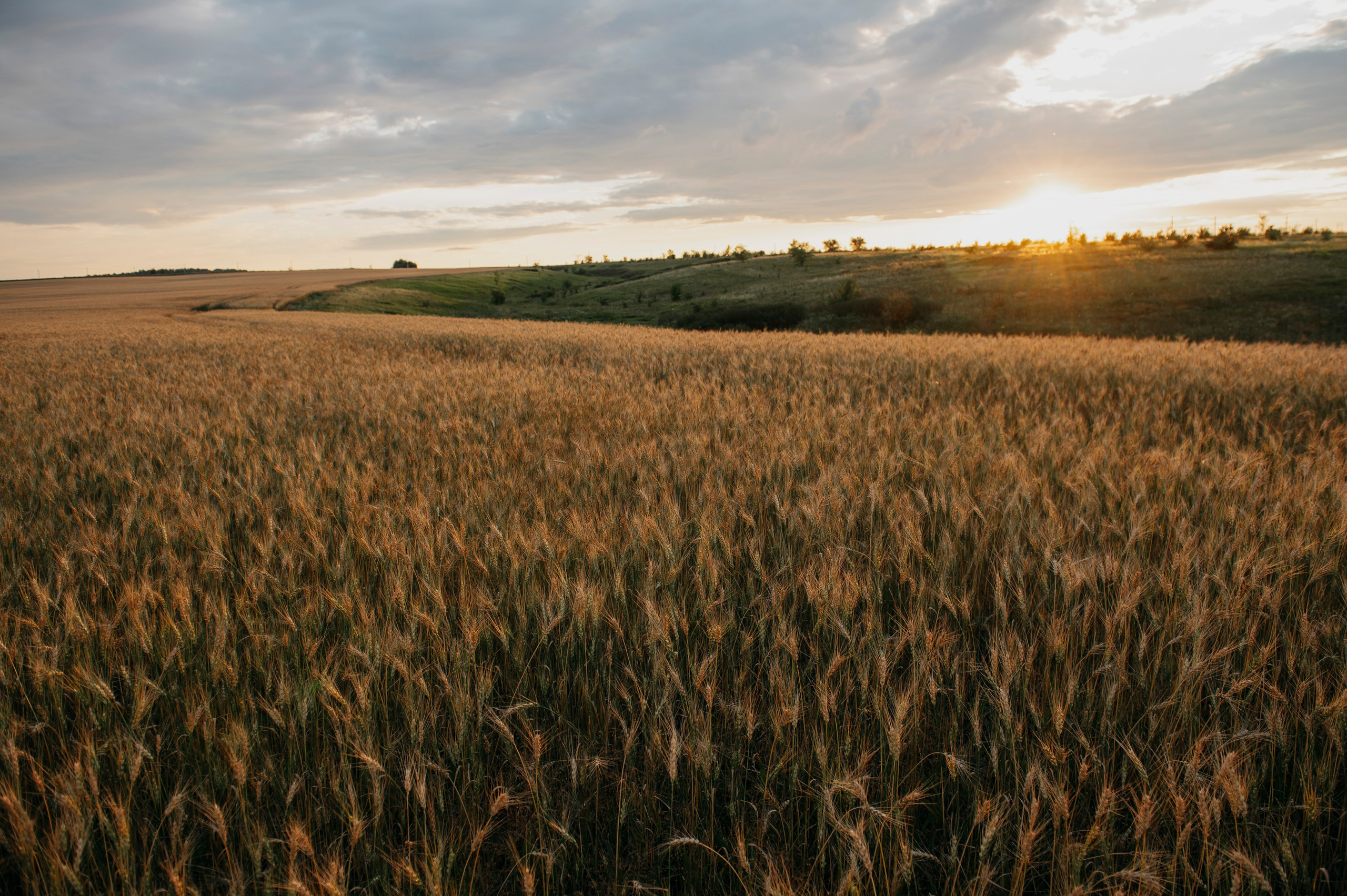 Пшеничный закат. Фотограф Дарья Семина