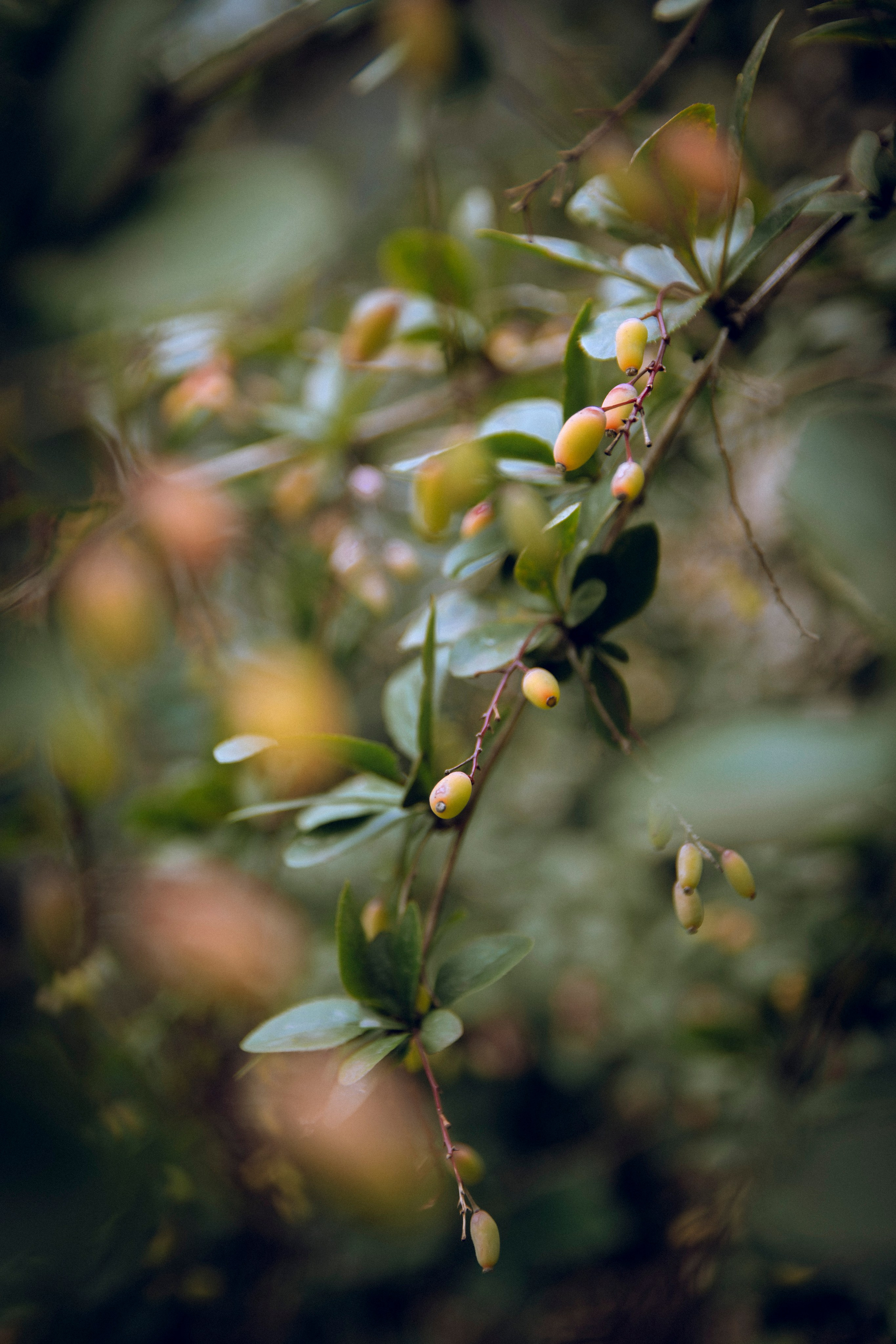 Из наблюдений. Плак или Квак