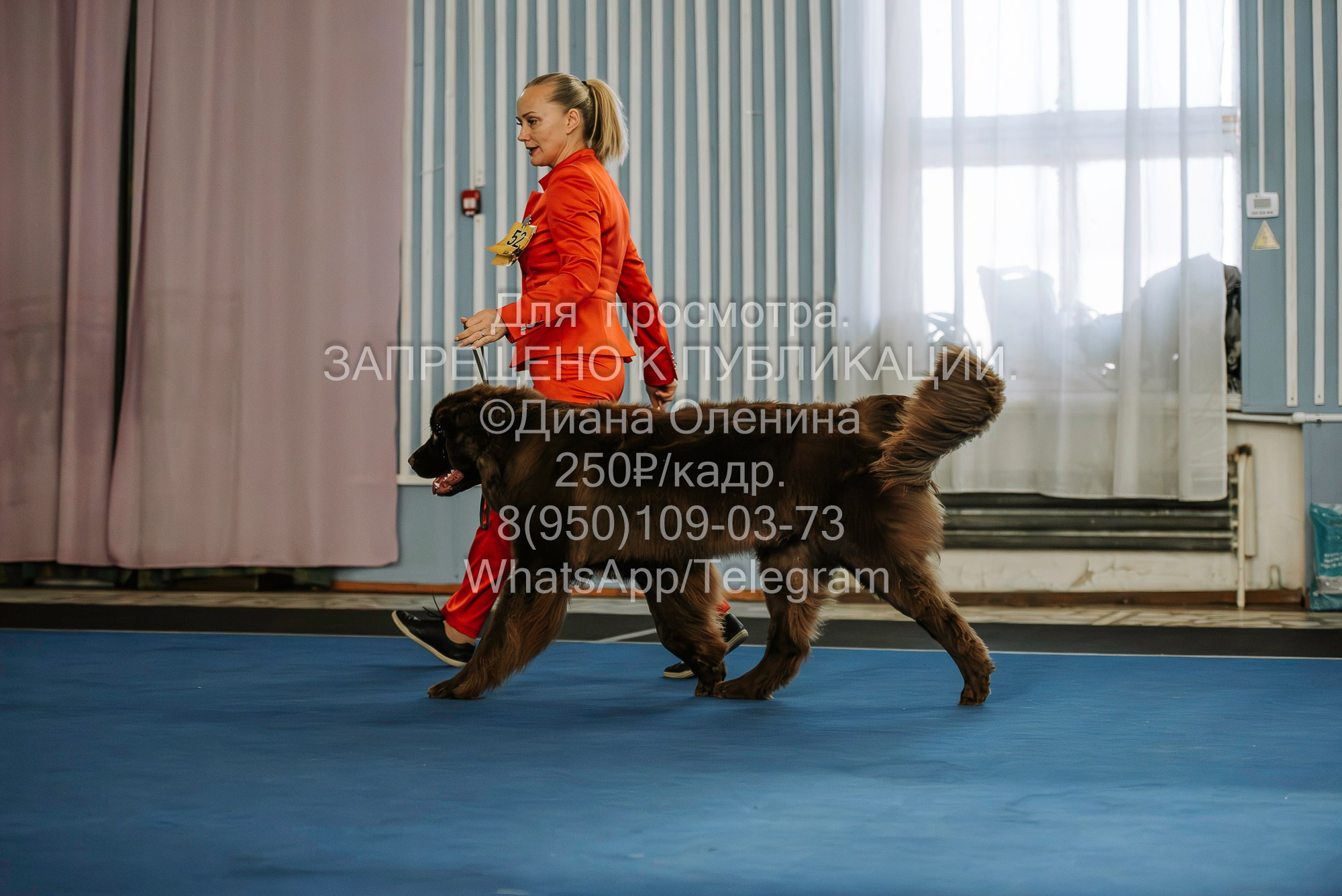 Выставка собак Красноярск 29.10.2023. Фотограф Диана Оленина Красноярск / Братск