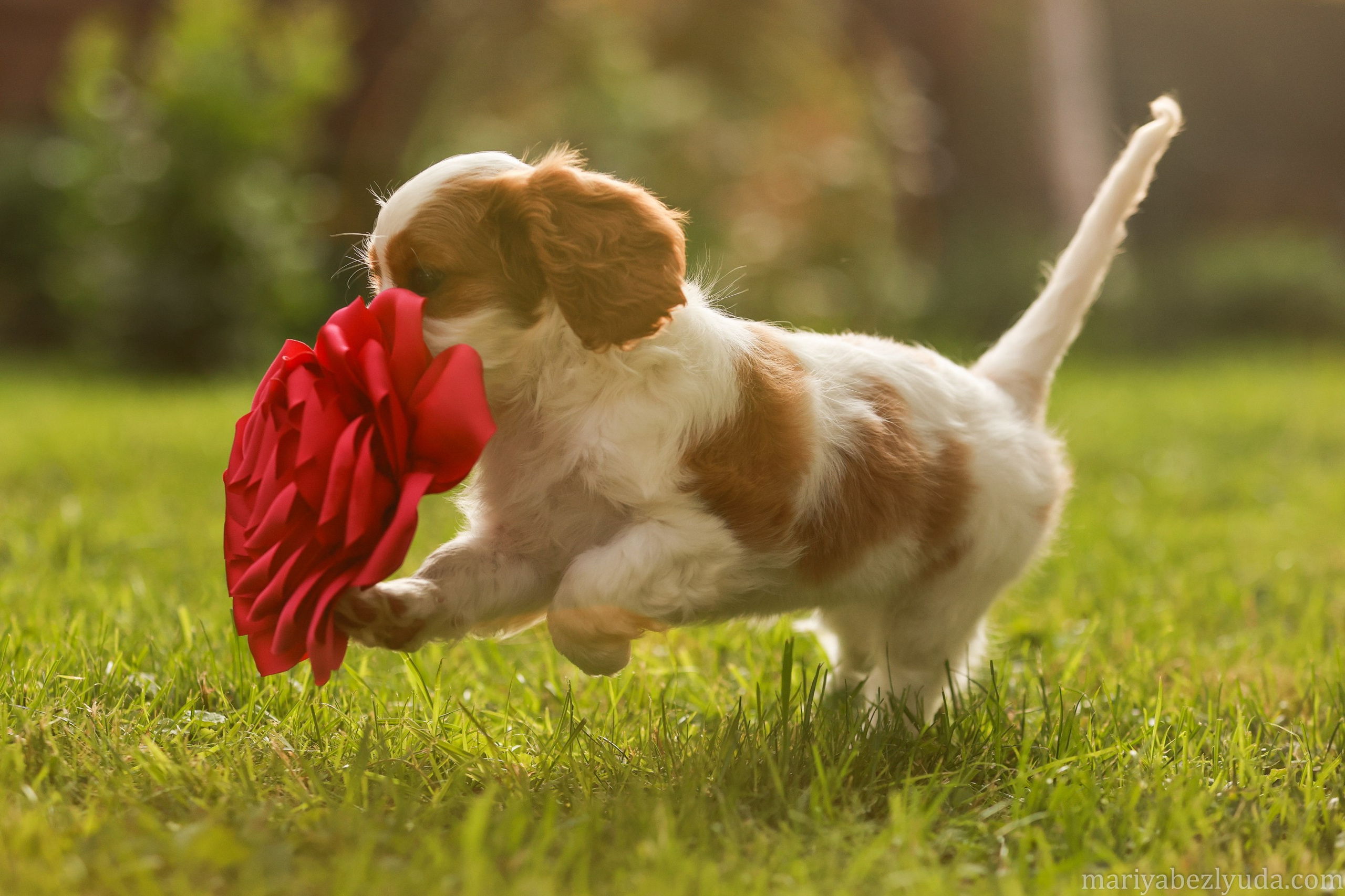 Щенки. Семейный и детский фотограф в Москве Мария Быкова