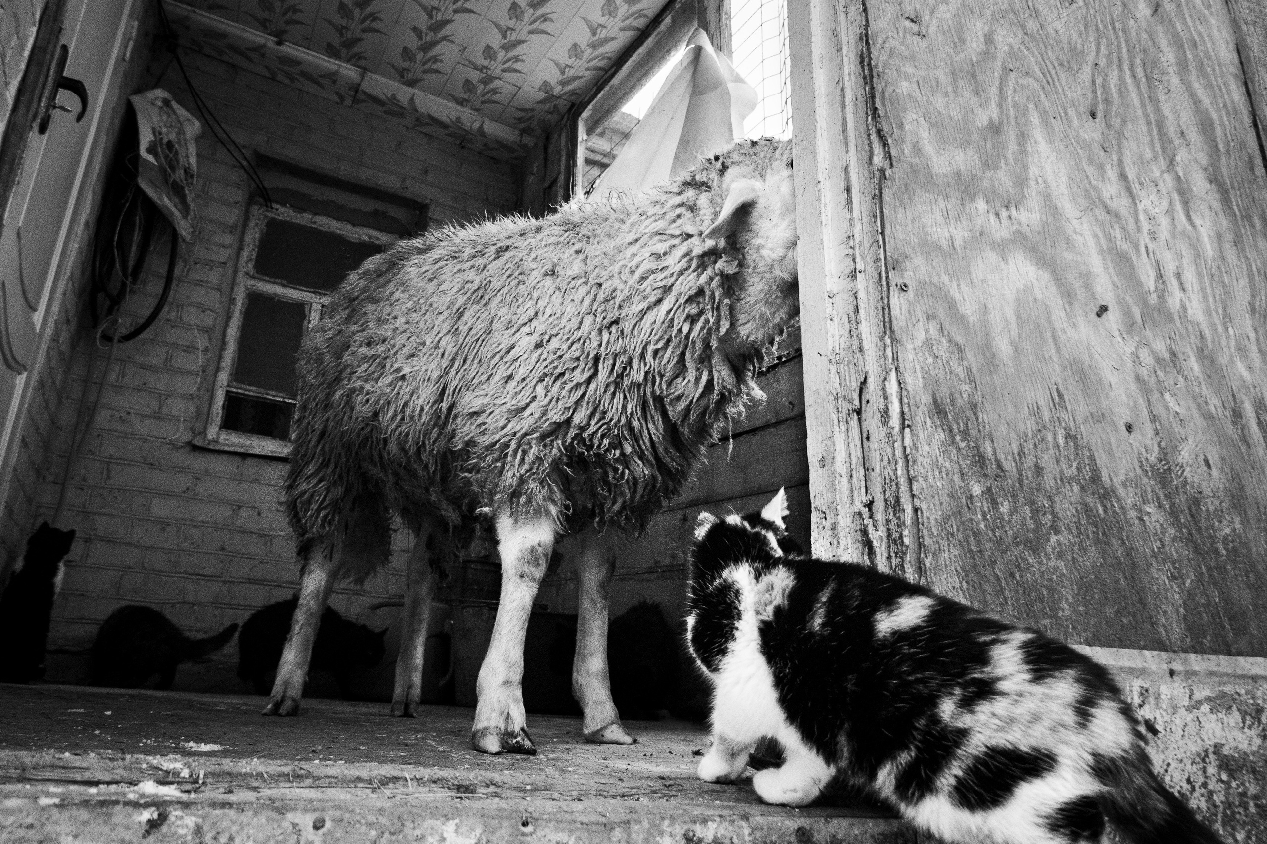 Ферма. Фотограф Антон Денисенко: Портрет, Документалистика, Пейзаж. Москва