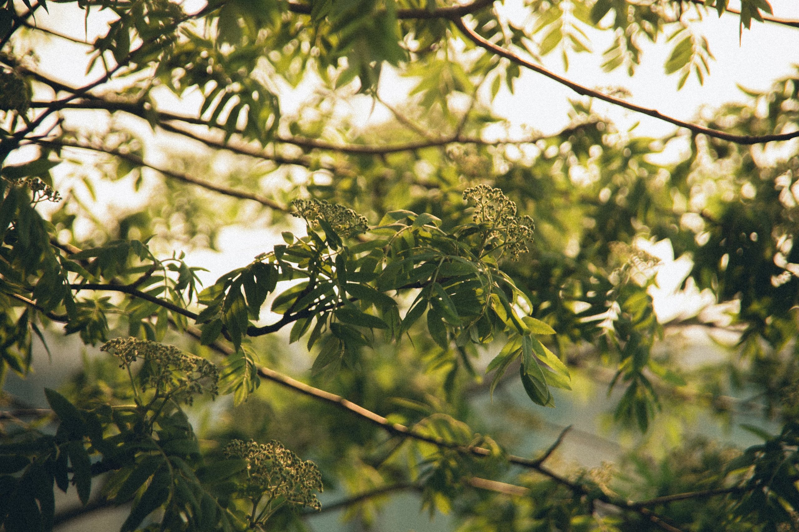 Природа. Darinishna Фэнтези-фотограф Хабаровск