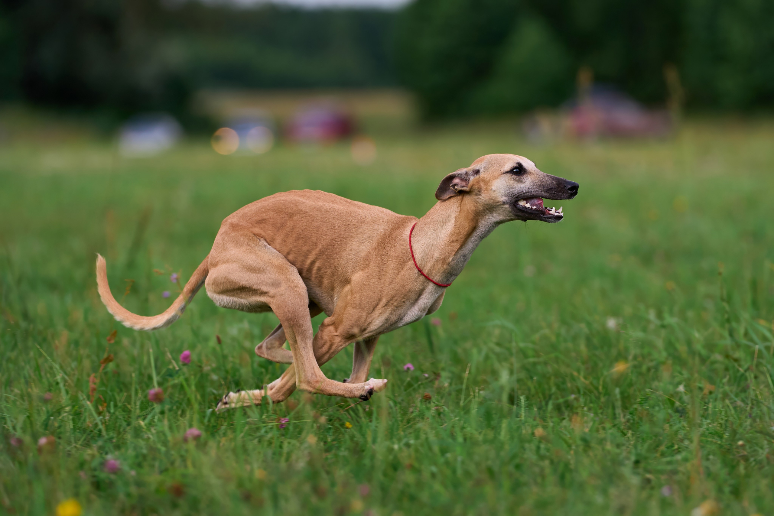 Тренировка по курсингу в Донино. Фотограф-анималист Михаил Манухин