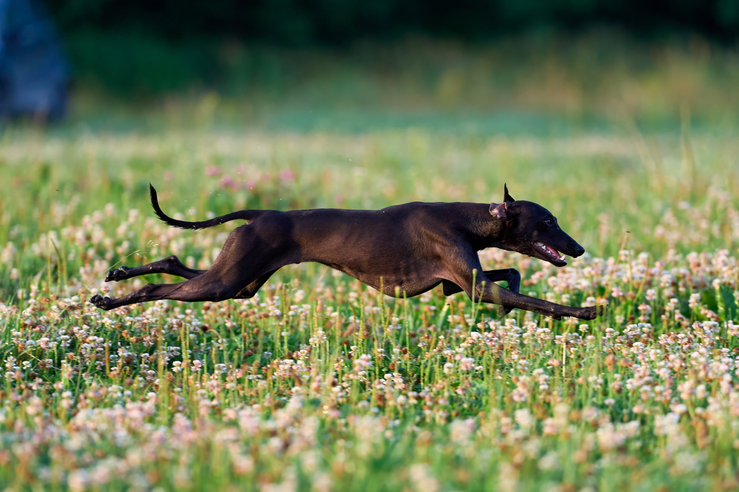 Тренировка по курсингу в Донино. Фотограф-анималист Михаил Манухин