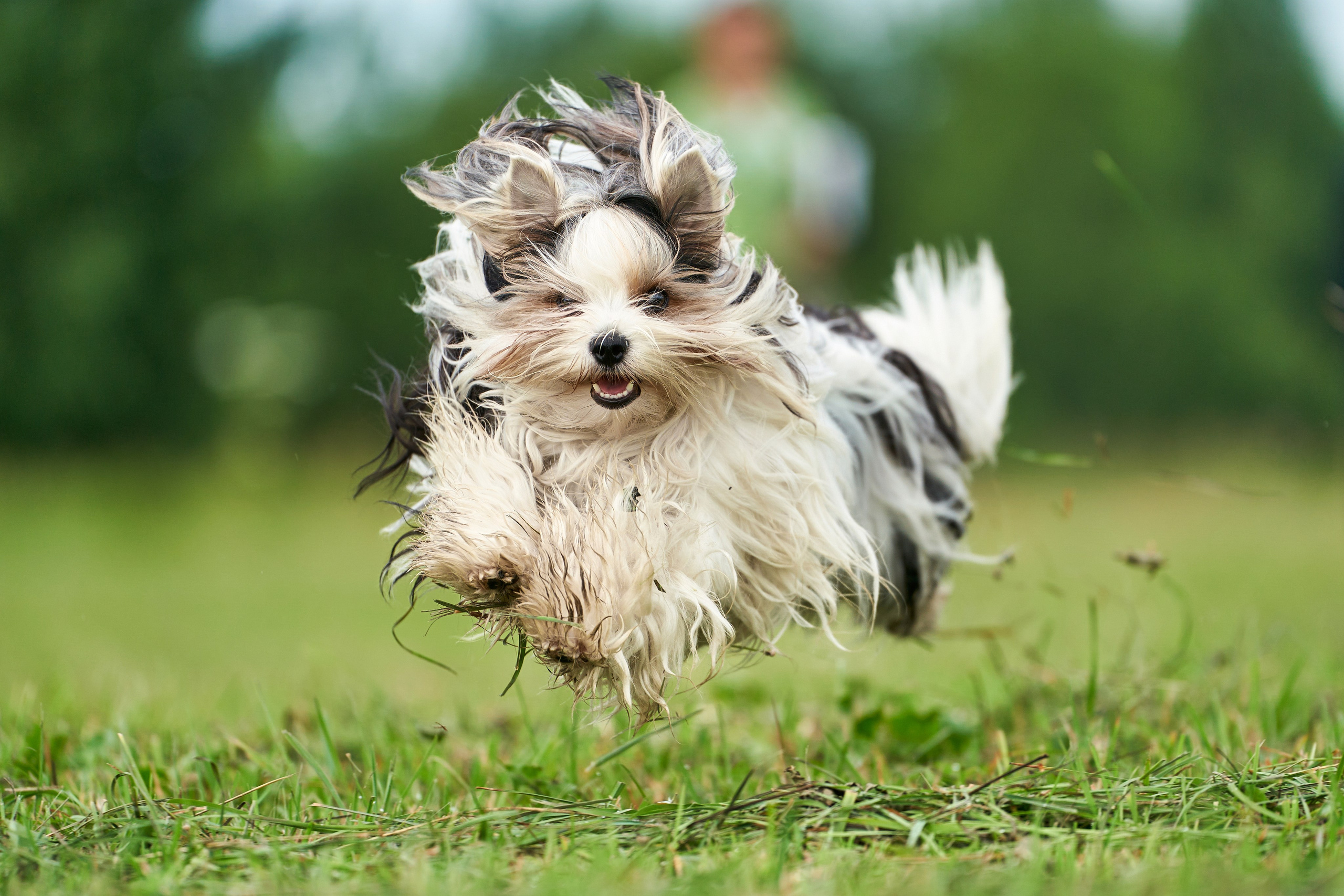Репортажная съемка. Фотограф-анималист Михаил Манухин