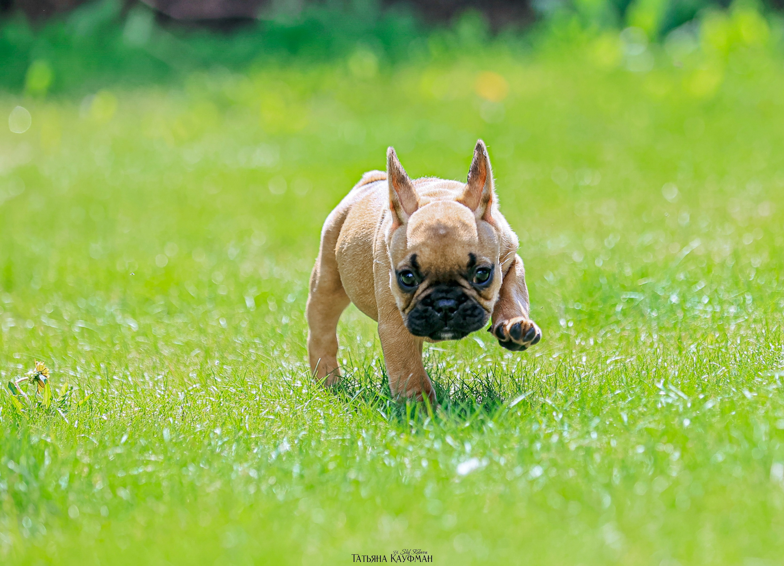 Французский бульдог, фотография французского бульдога, щенки бульдога, щенки французского бульдога, красивая собака, фотограф анималист, фотокурс Анималистика, научиться фотографировать собак, фотограф Новосибирск