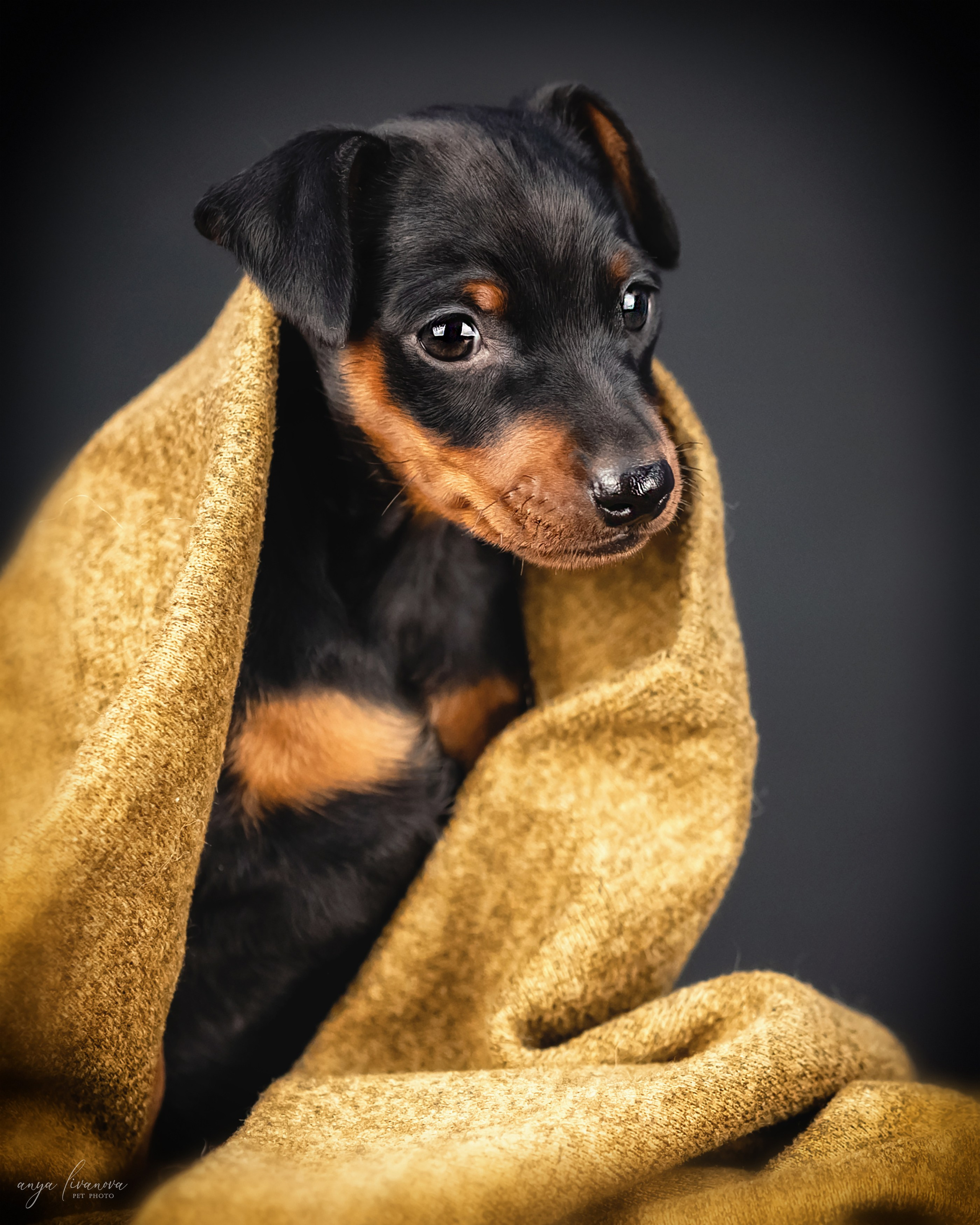Пинчер. Фотограф анималист Аня Ливанова | Рыбинск