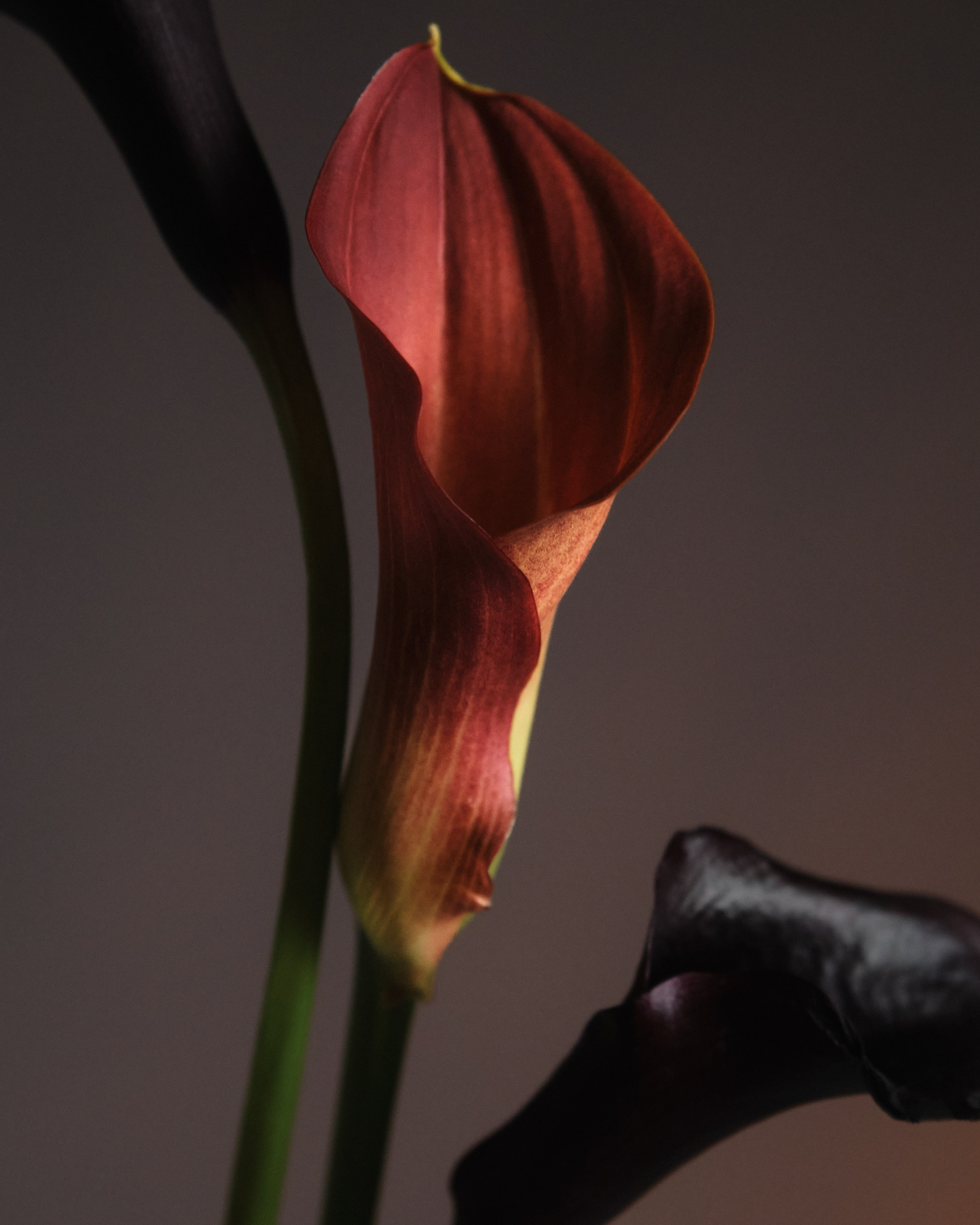 PLACE Anna. Алина Сушенцева фотограф