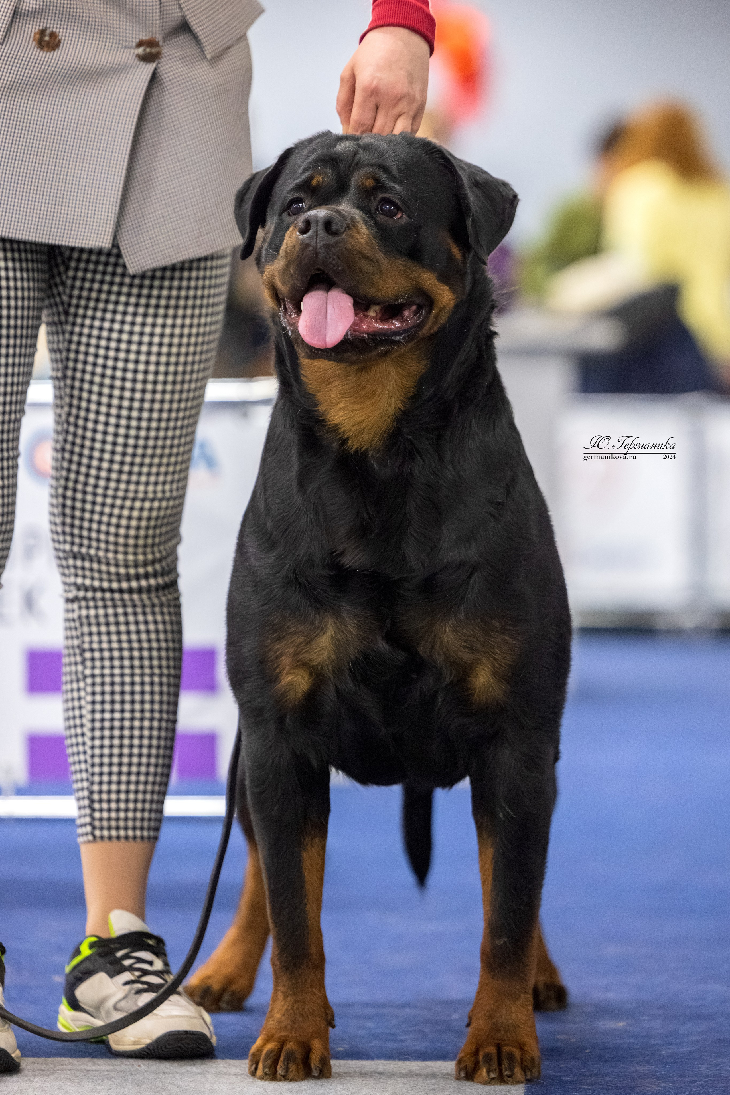 Сфера 08 и 10.03.2024 2хмоно ротвейлеров+2хмоно сао. Фотограф-анималист Юлия Германика