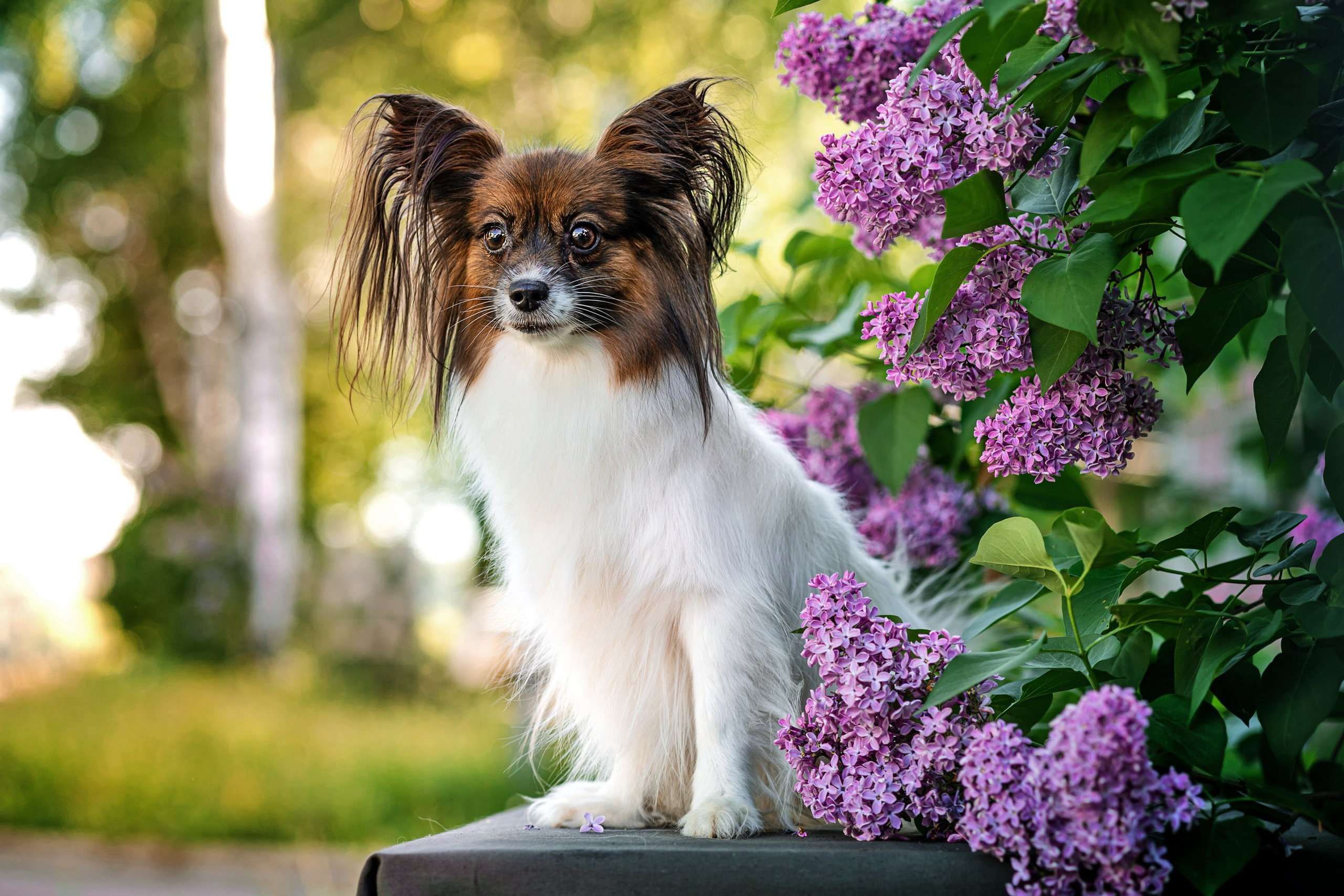 Сирень. Фотограф анималист Аня Ливанова | Рыбинск