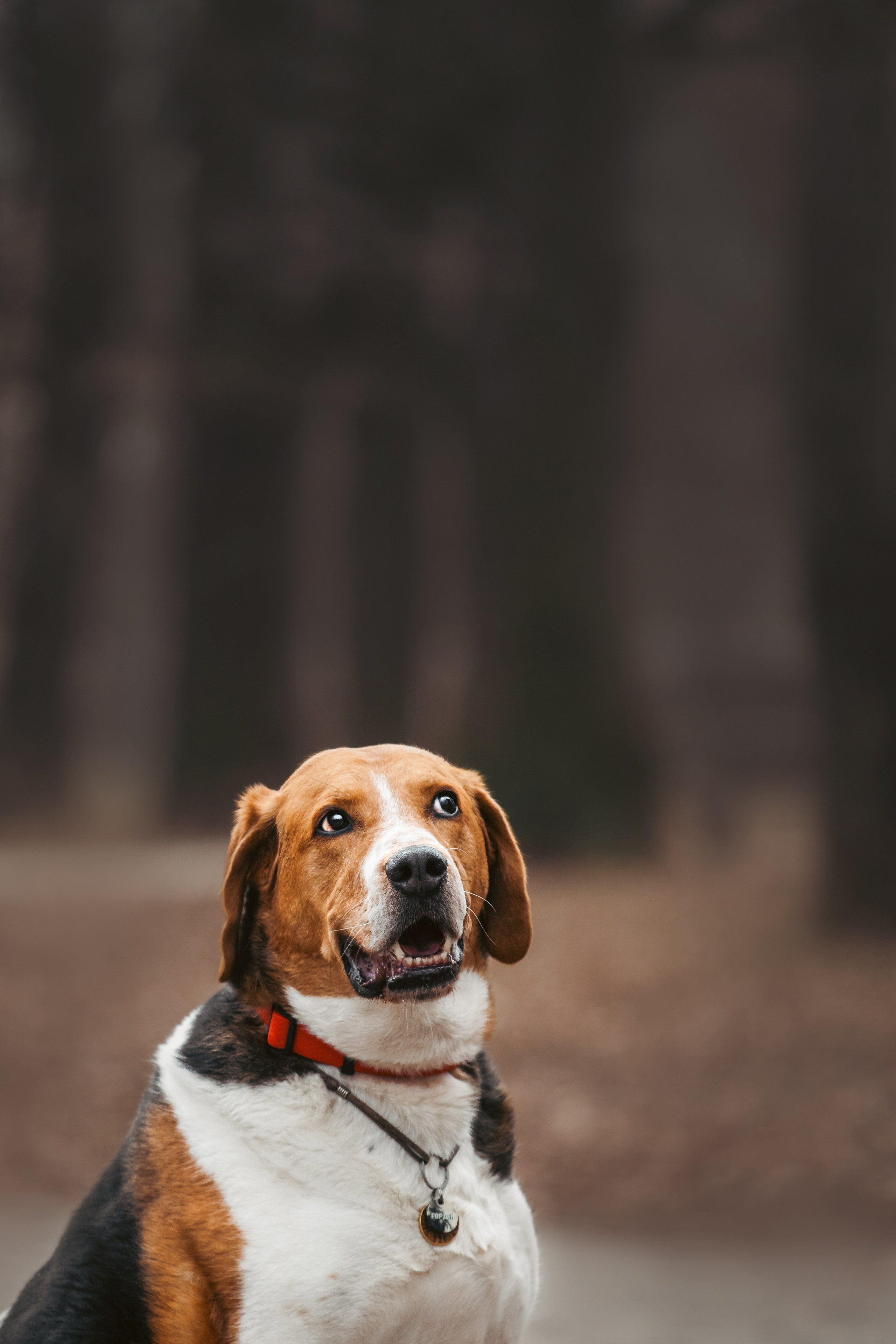 Собаки из приюта Дубовая роща весна 2025. Фотограф-анималист Татьяна Степанова