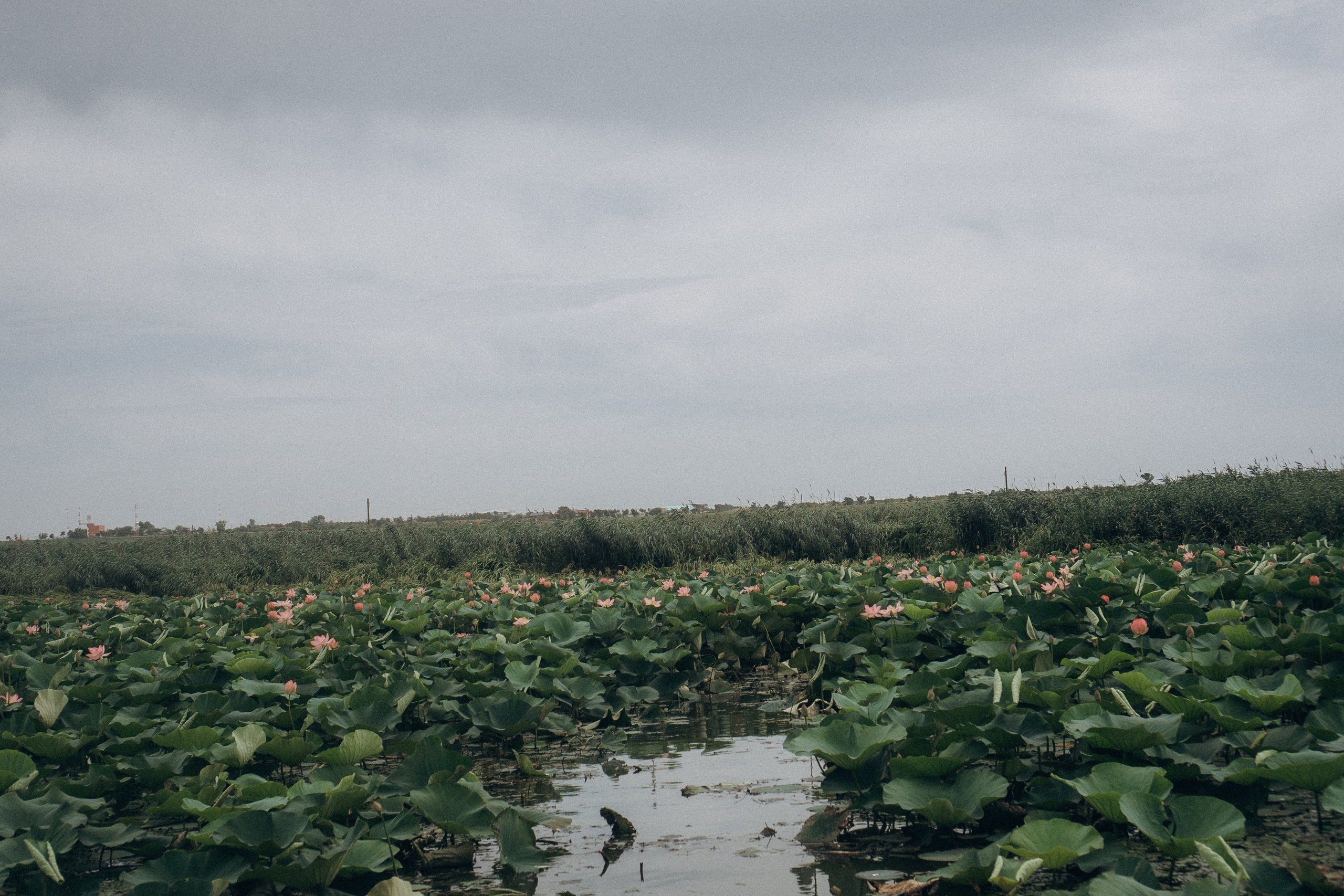 ЛОТОСОВАЯ ПОЛЯНА. Профессиональный фотограф, Санкт-Петербург — Виктория Богомолова