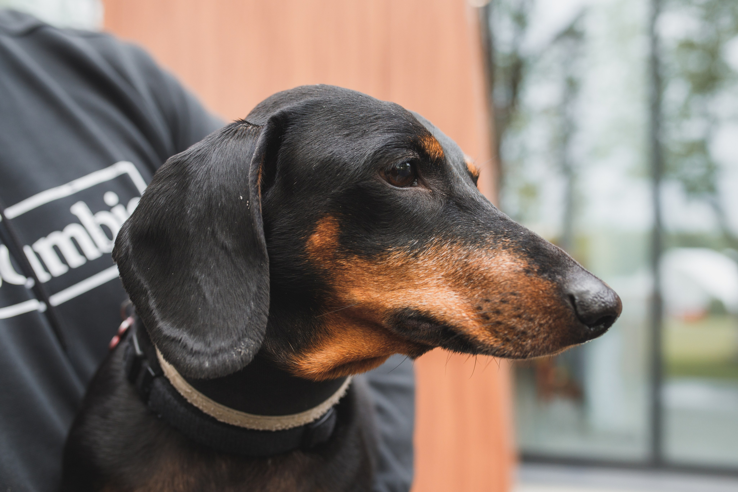 Фотопрогулка большой семьи с двумя собаками летом. Семейный и школьный фотограф в Москве Анна Ткач