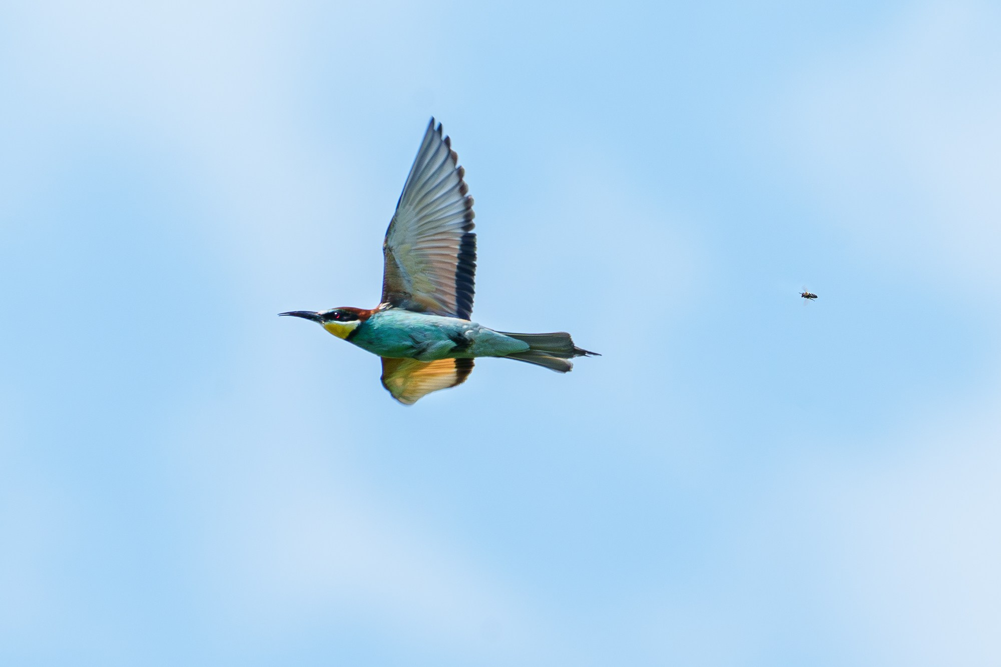Удивительные мир птиц. Вокруг нас столько прекрасного — присмотритесь!. Ваш личный фотограф Марина Волкова