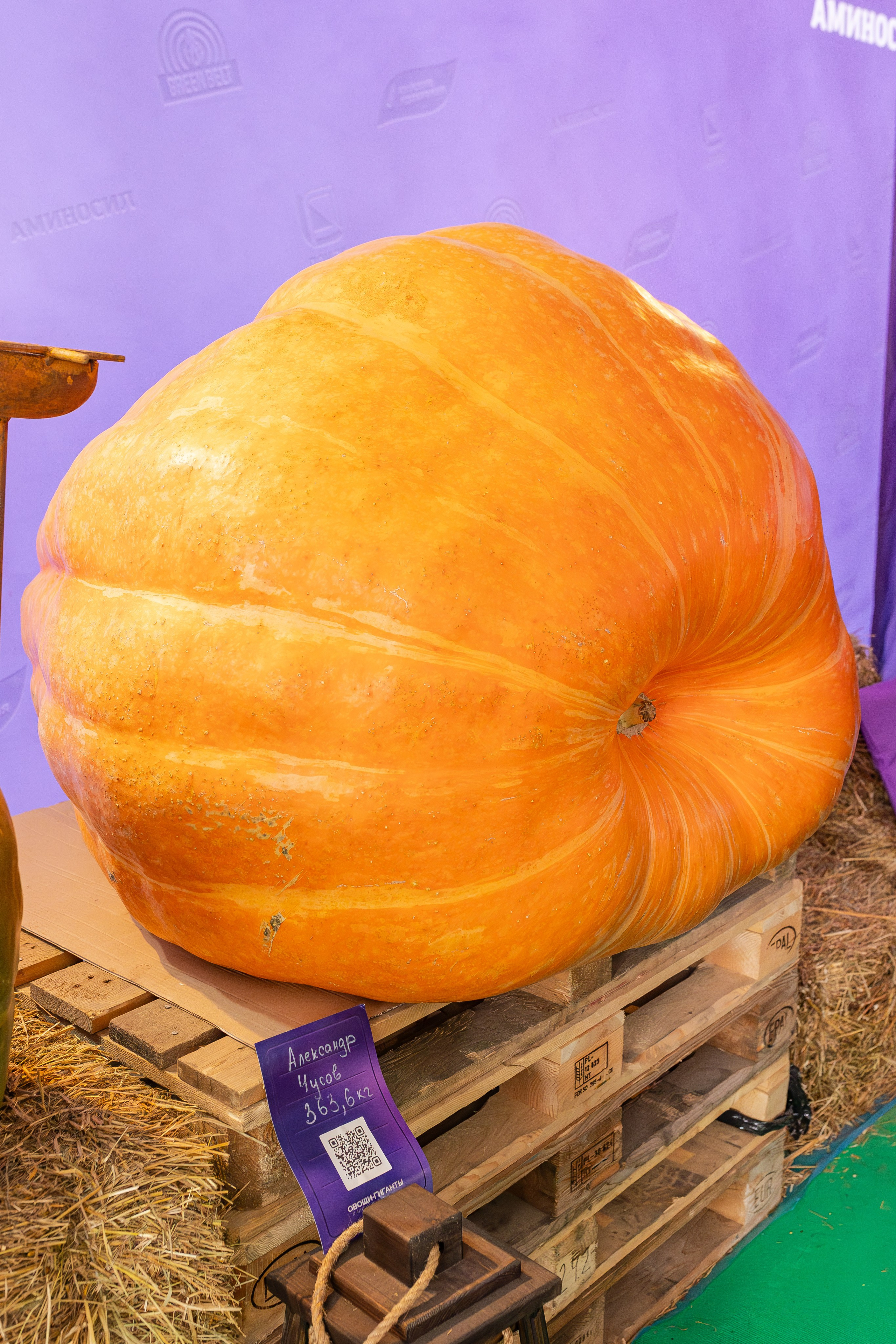 Овощи-гиганты. Александра Куликова фотограф, Москва