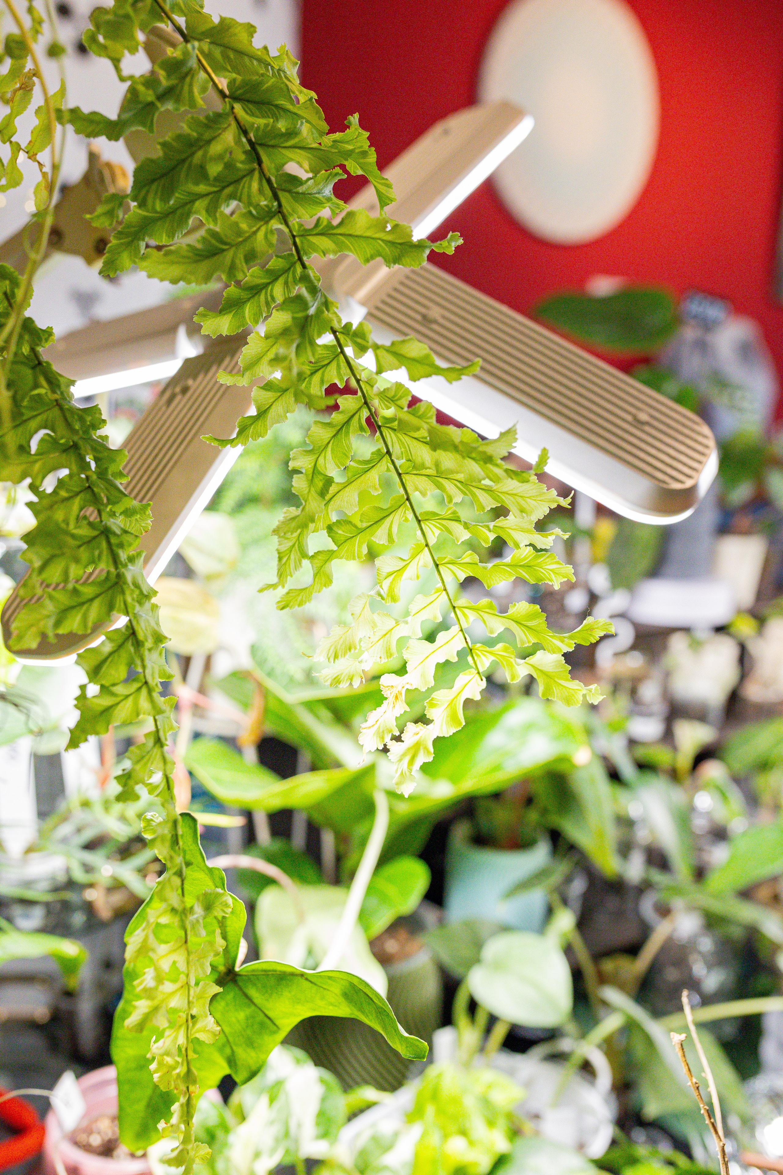 Growbox декабрь 2025. Александра Куликова фотограф, Москва