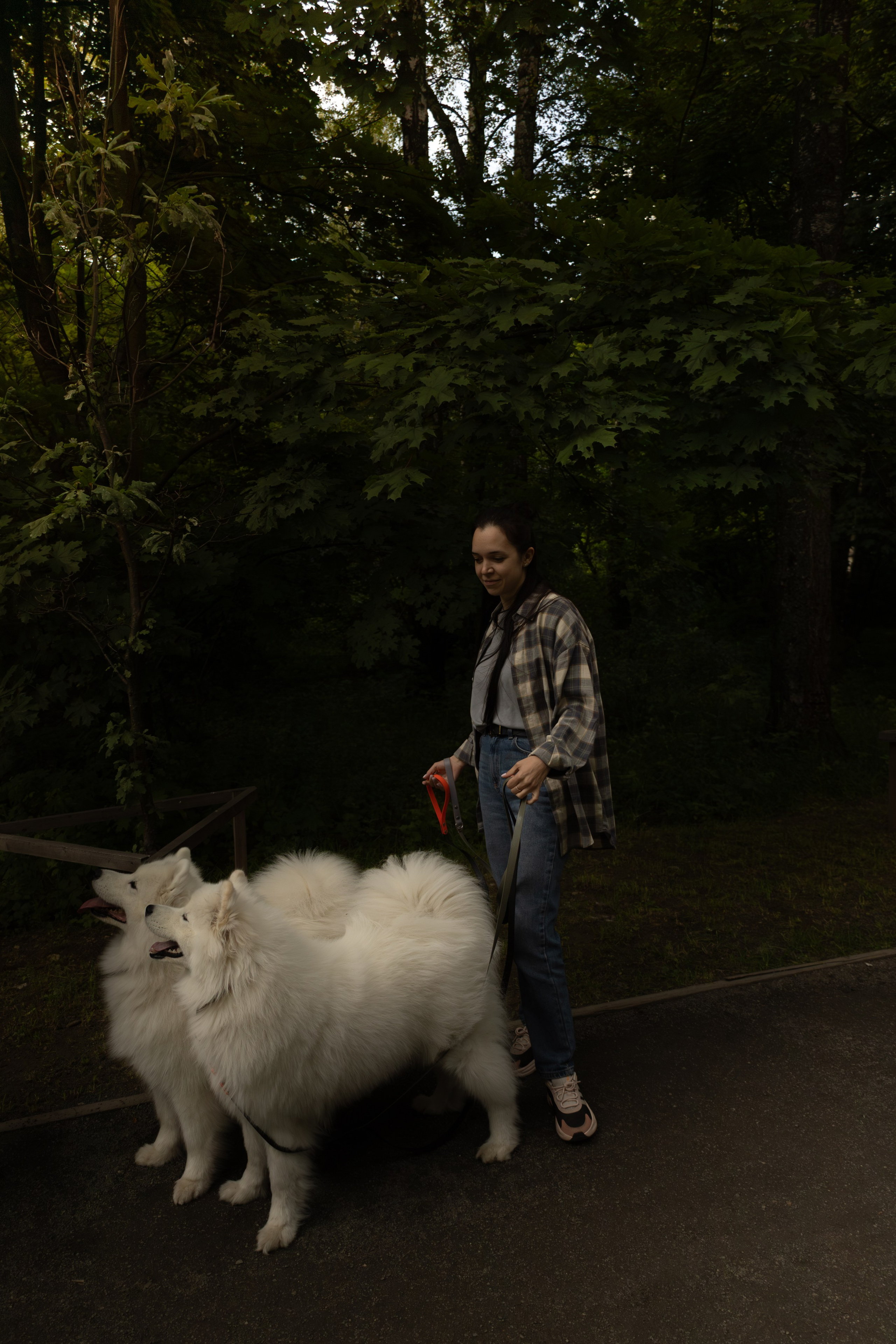 Фотосессия девушки с 2 собаками самоедами в лесопарке. Фотограф-анималист в Москве Екатерина Тихонова