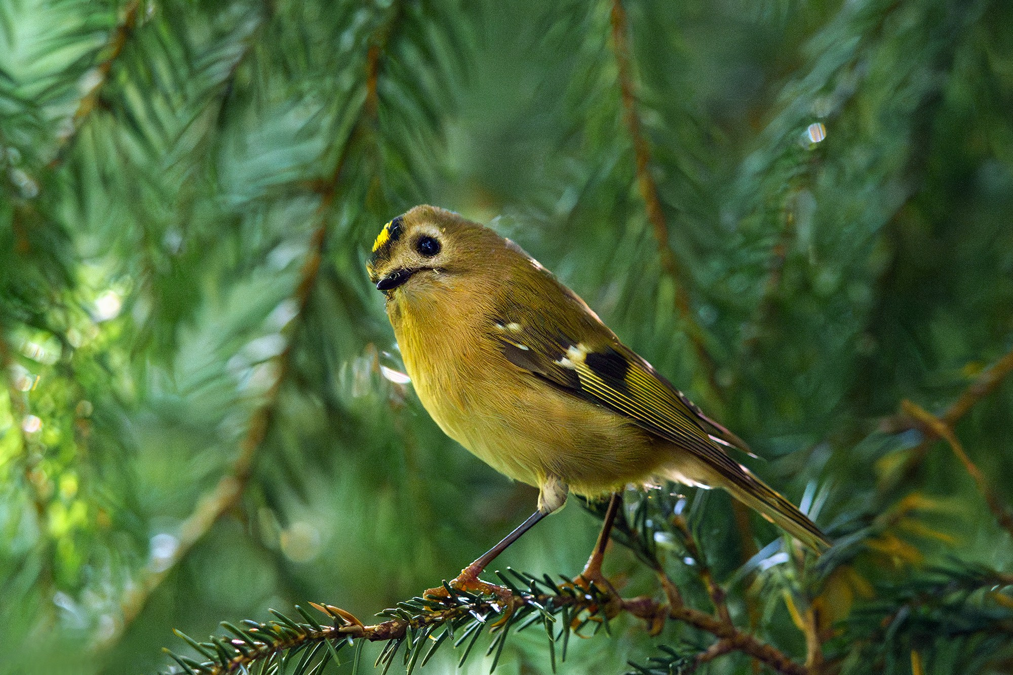 Удивительные мир птиц. Вокруг нас столько прекрасного — присмотритесь!. Ваш личный фотограф Марина Волкова