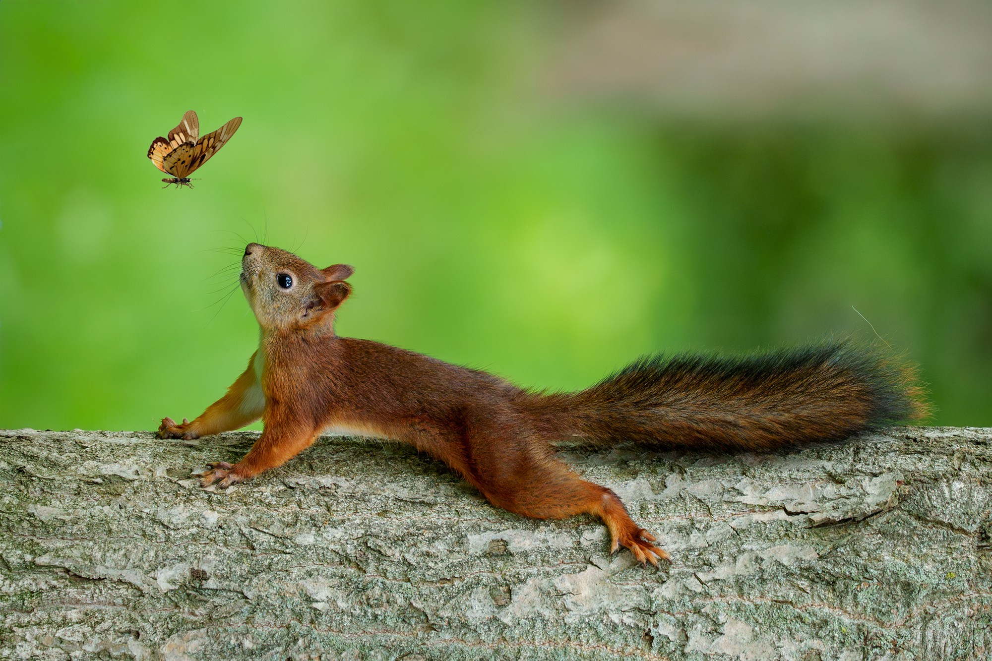 Животные. Ваш личный фотограф Марина Волкова