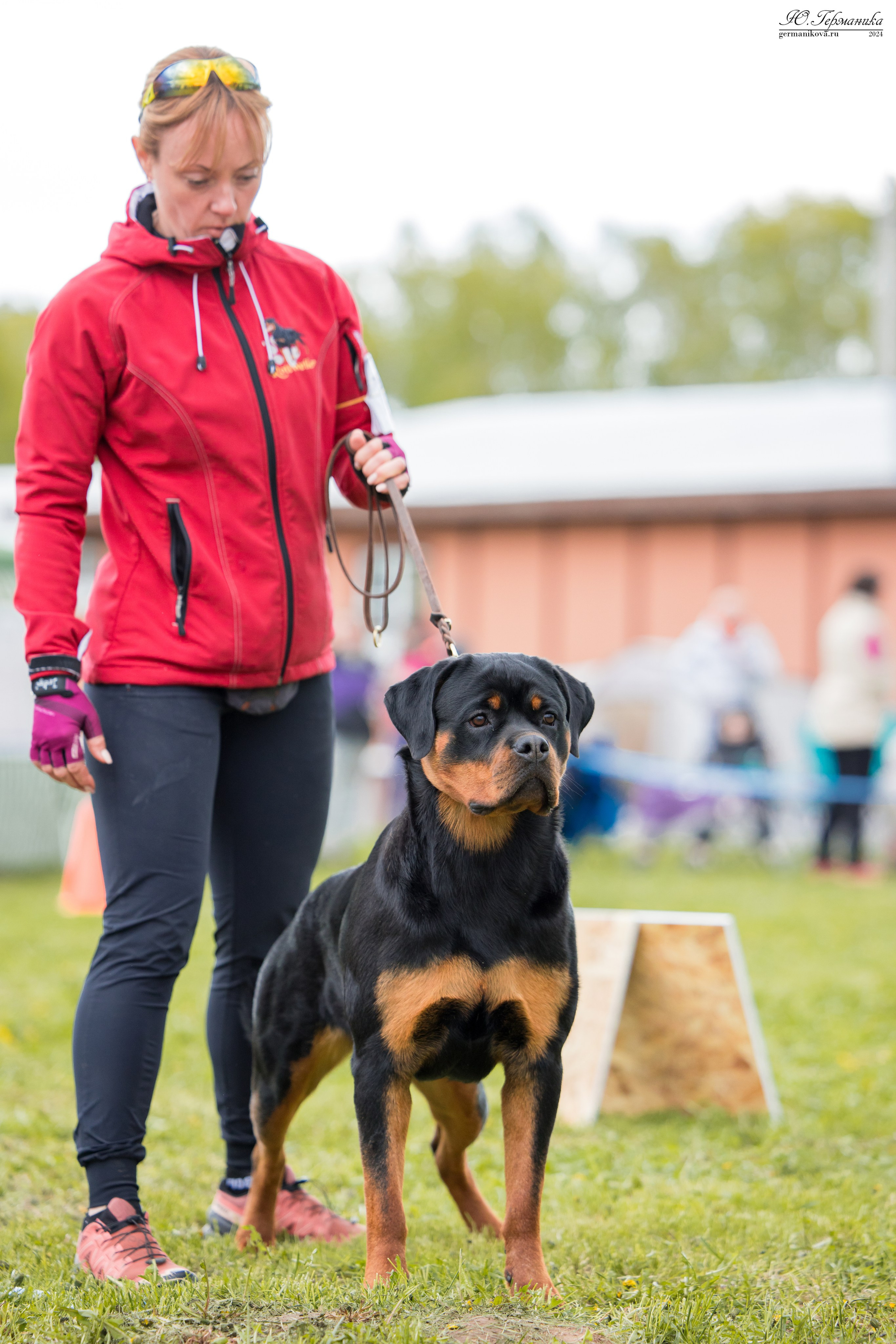 Нижний Новгород 11-12.05.2024 моно ротвейлеров. Фотограф-анималист Юлия Германика