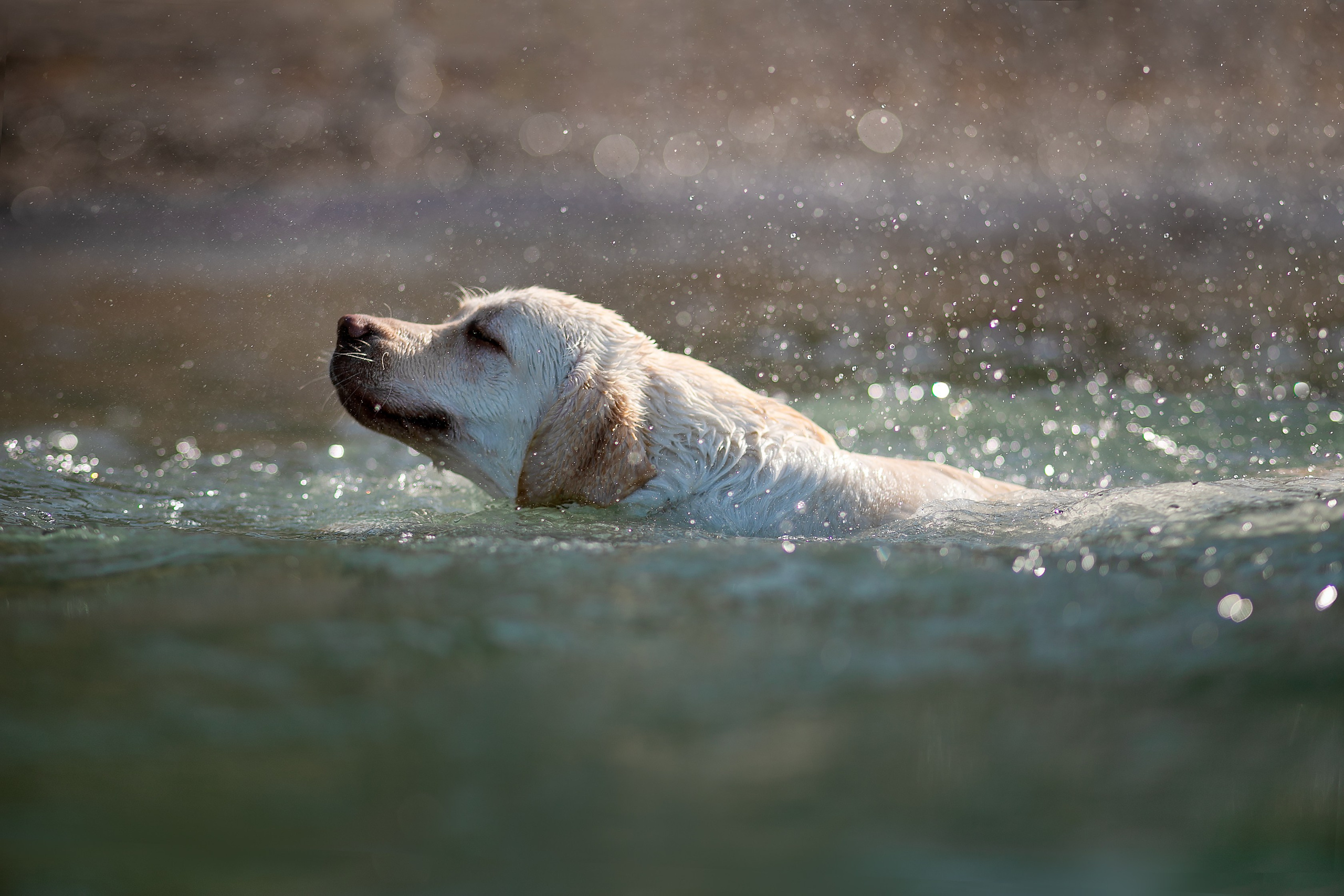 Animal. Фотограф в Краснодаре Дина Павленко