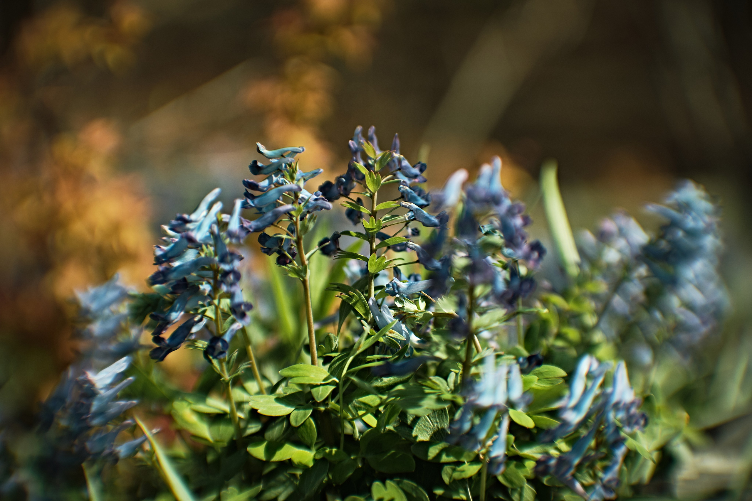 Цветочно-бокешные. Фотограф портретный архитектурный лавстори будуар Санкт-Петербург Виктор Иванов