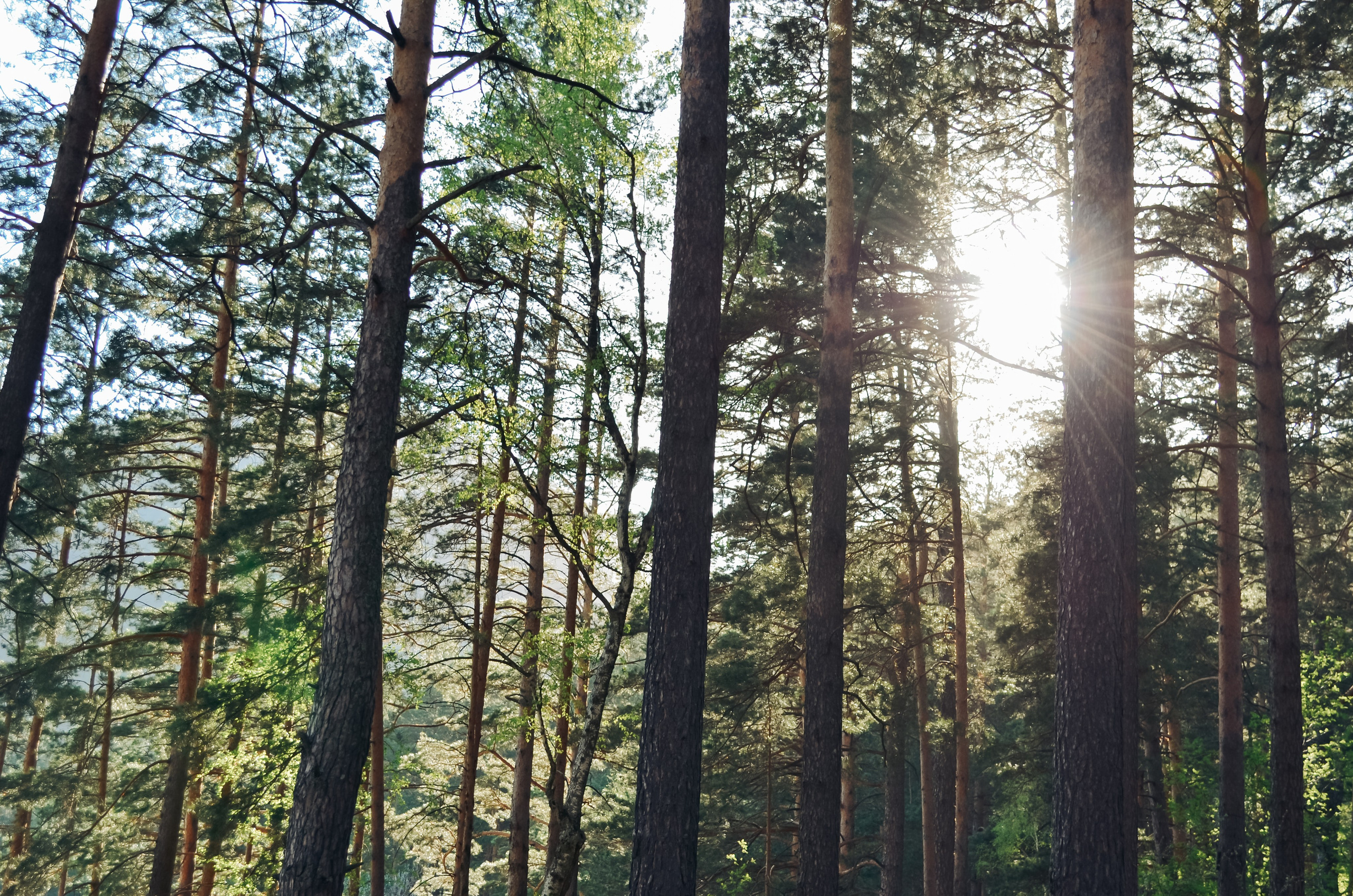 Фестиваль «Цветение Маральника на Алтае 2025». Фоторепортаж. Денисова Аля — фотограф для парных съемок и индивидуальных историй в Барнауле