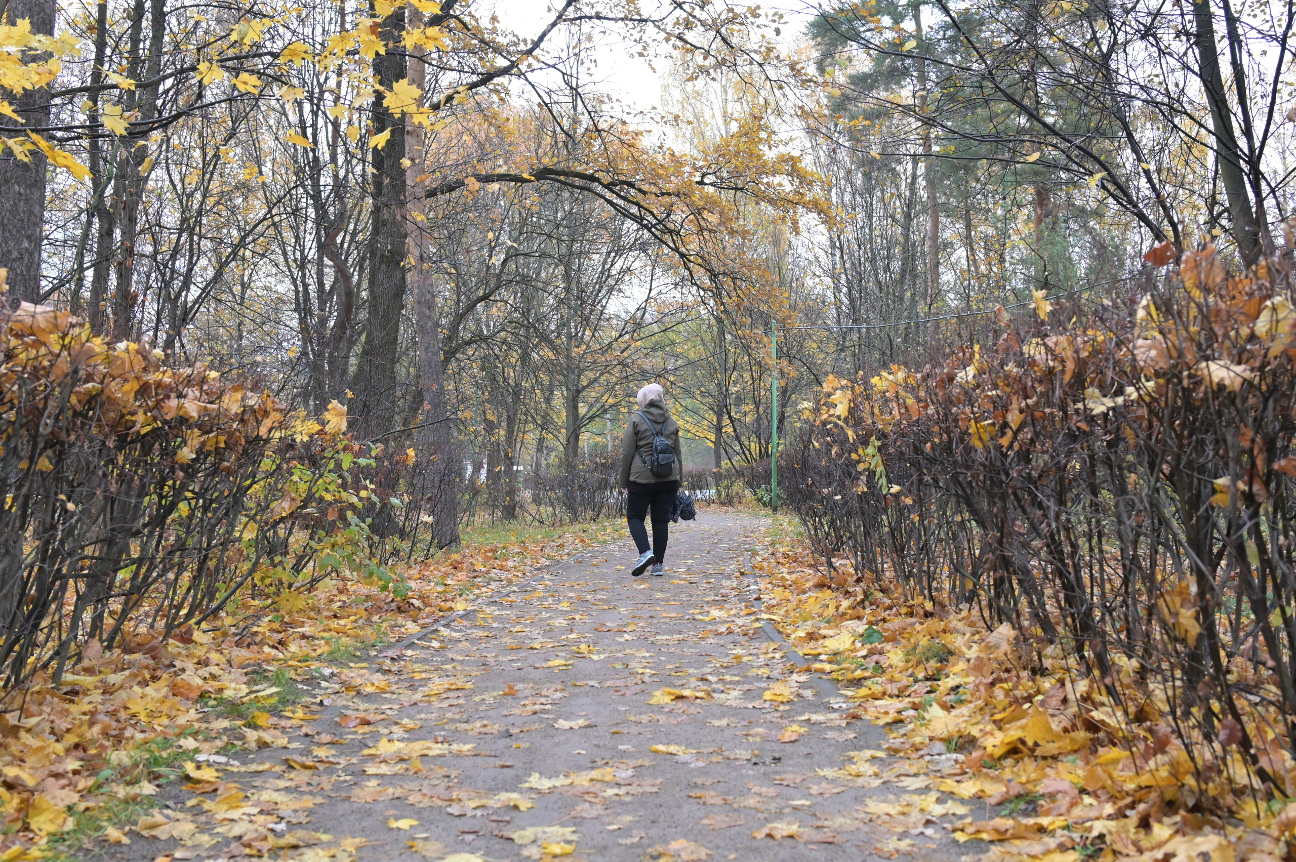 20241026 Сокольники. Дмитрий Ремизов. Фотография, как хобби