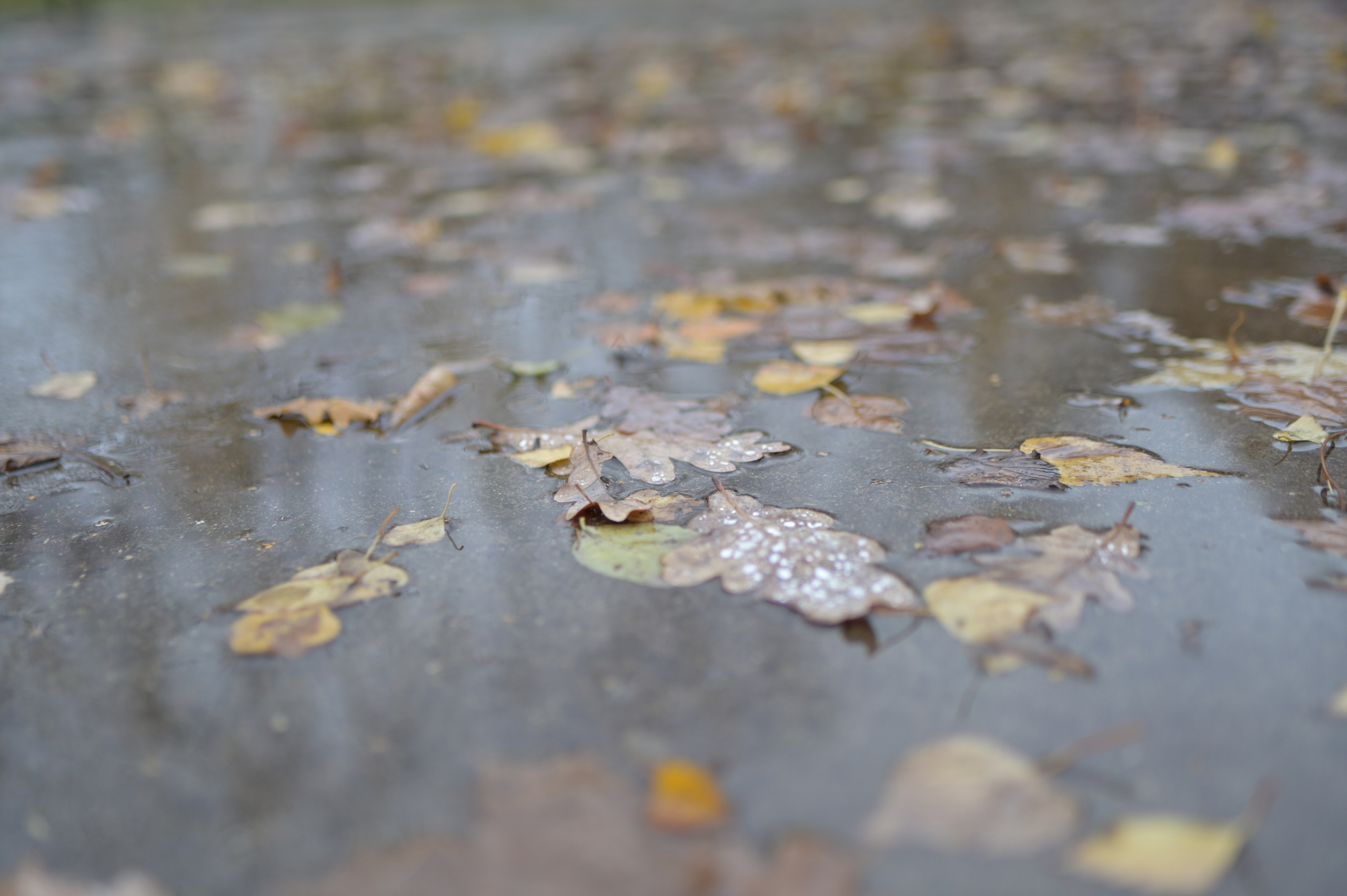 20241026 Сокольники. Дмитрий Ремизов. Фотография, как хобби