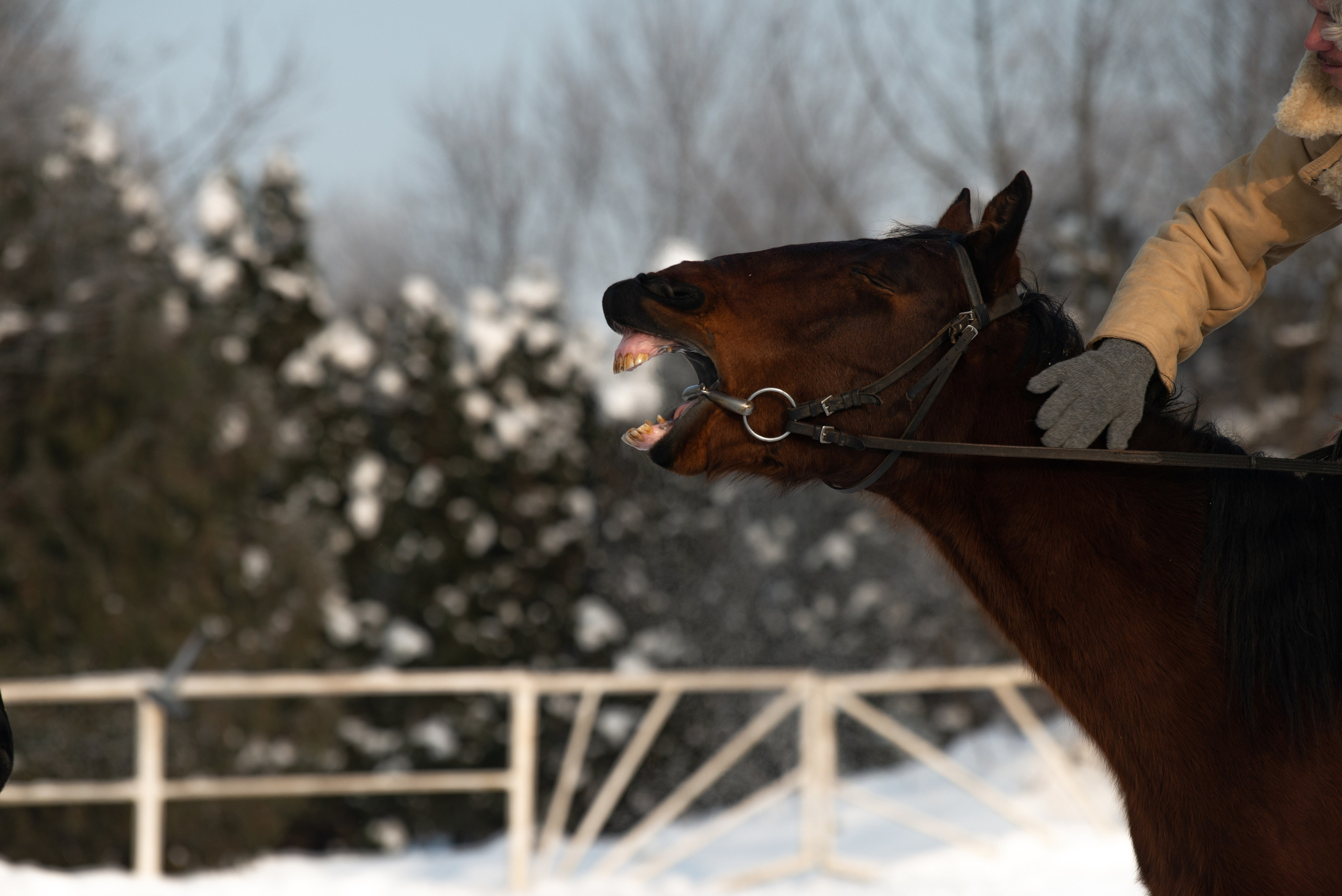 Псовая охота Аванпост. Конный фотограф в Саратове Юлия Иванова
