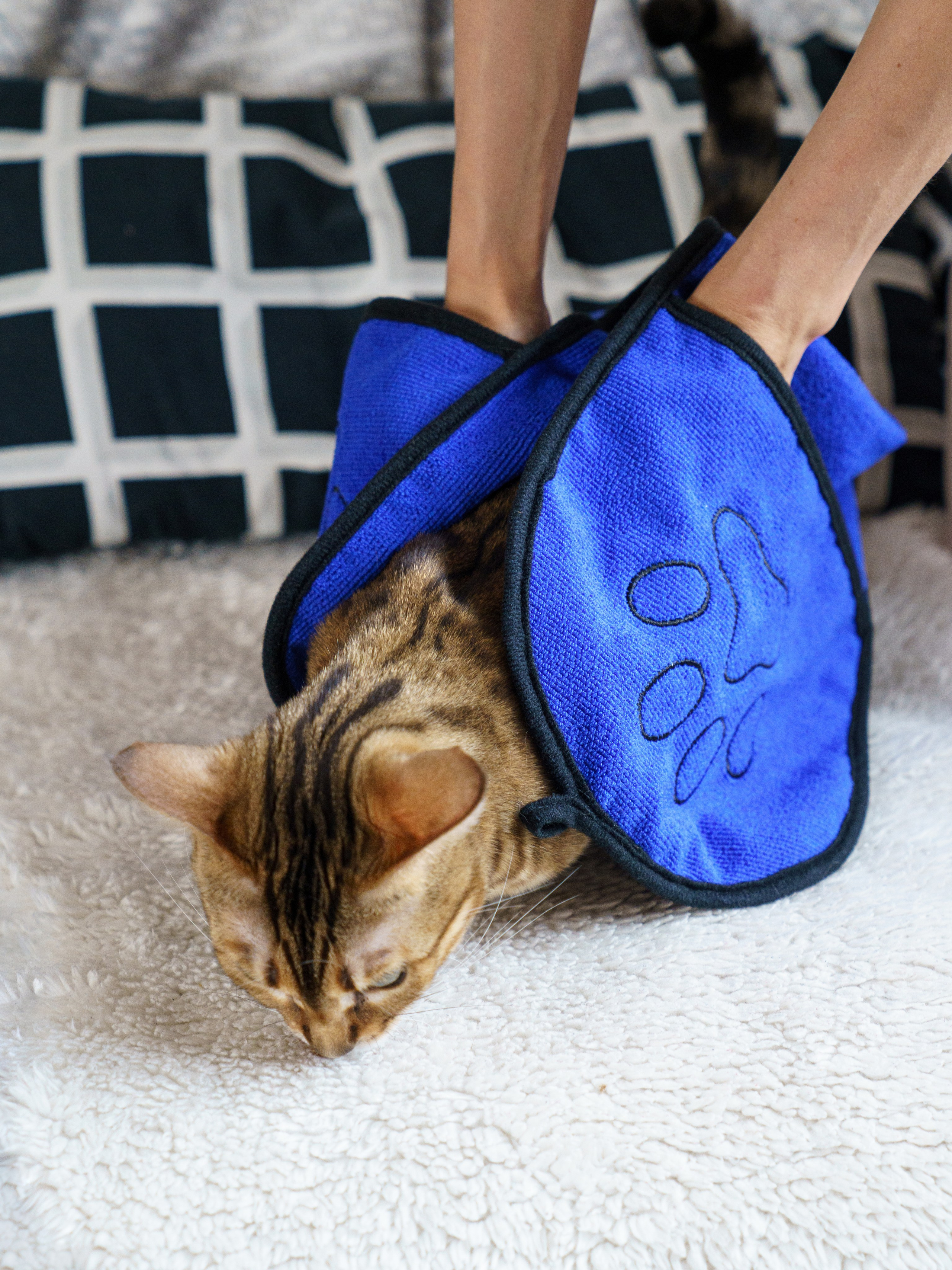 Съемки с животными. КЕД Студия-контент агентство полного цикла СПБ. Создаём фото, видео и контент, который помогает брендам и селлерам продавать больше