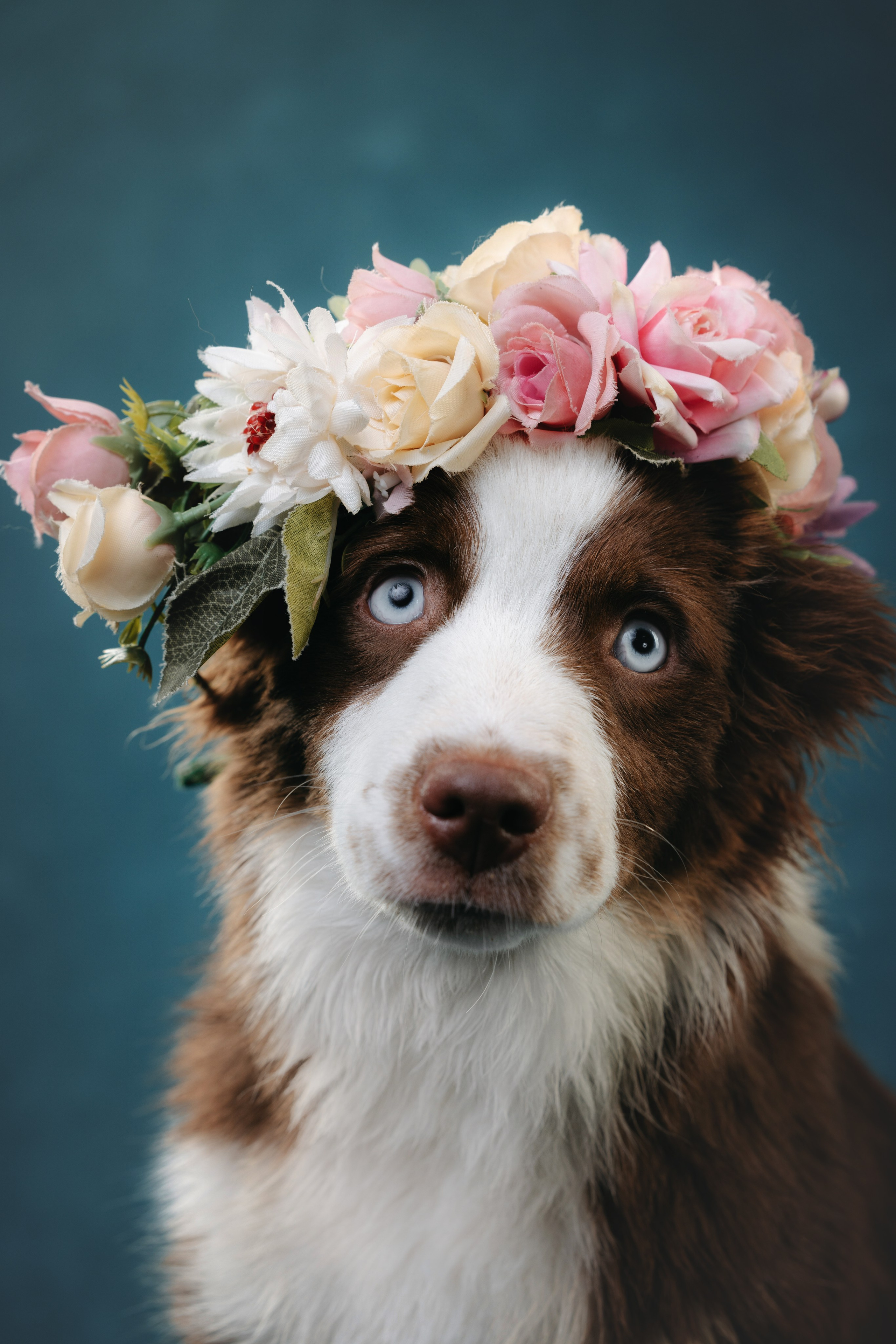 Миниаусси Дайс. Фотограф анималист Осипчикова Мария