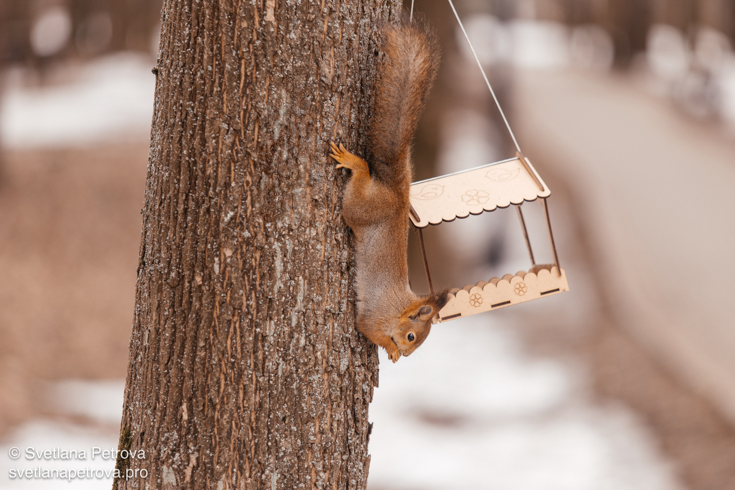 Белочки. Весна 2026. Фотограф Светлана Петрова