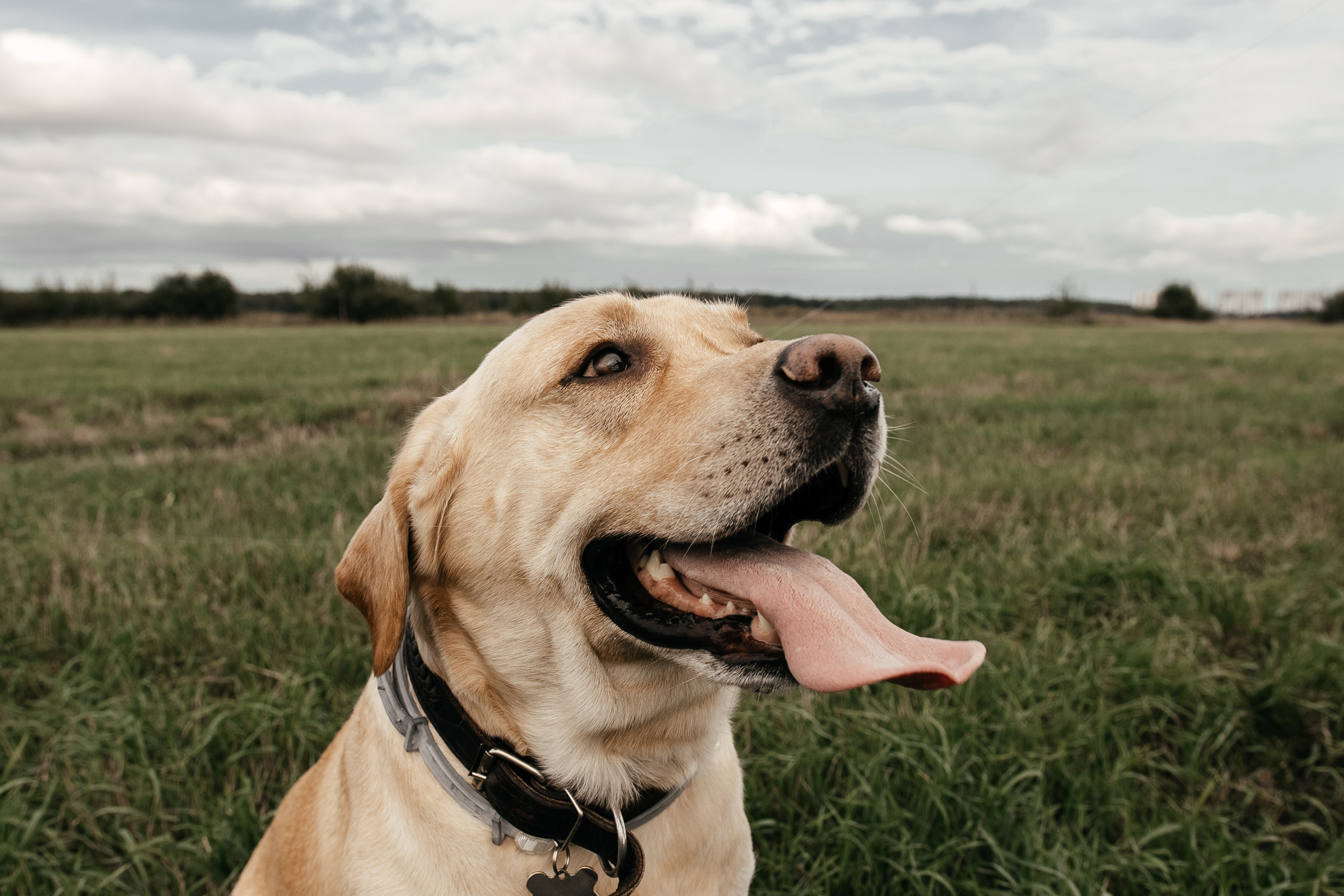 Тоша, Илья, Марк и Лаки. Lifestyle фотограф в Санкт-Петербурге Анна Щекалева