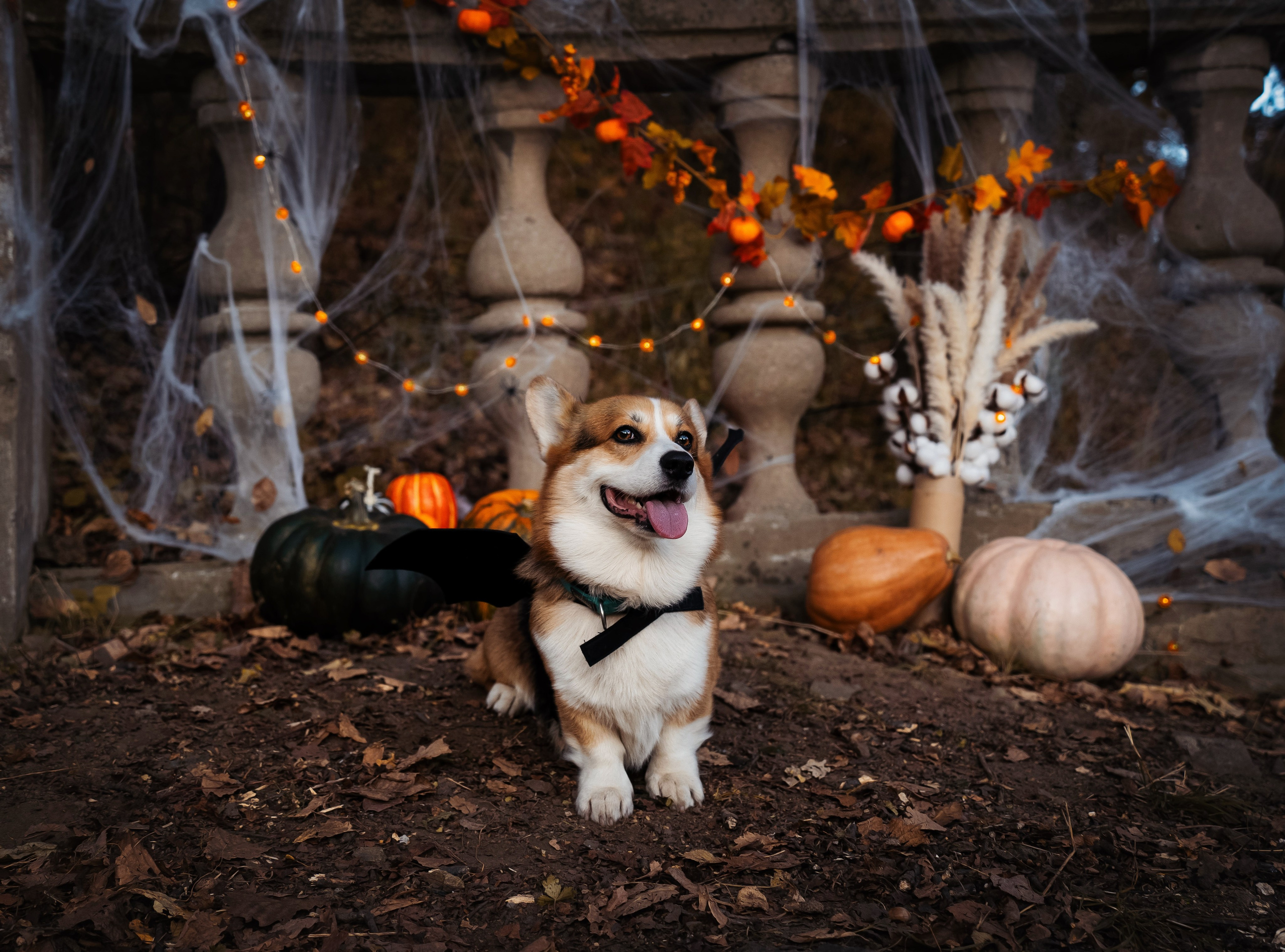 Хэллоуин. Семейный фотограф анималист г. Находка