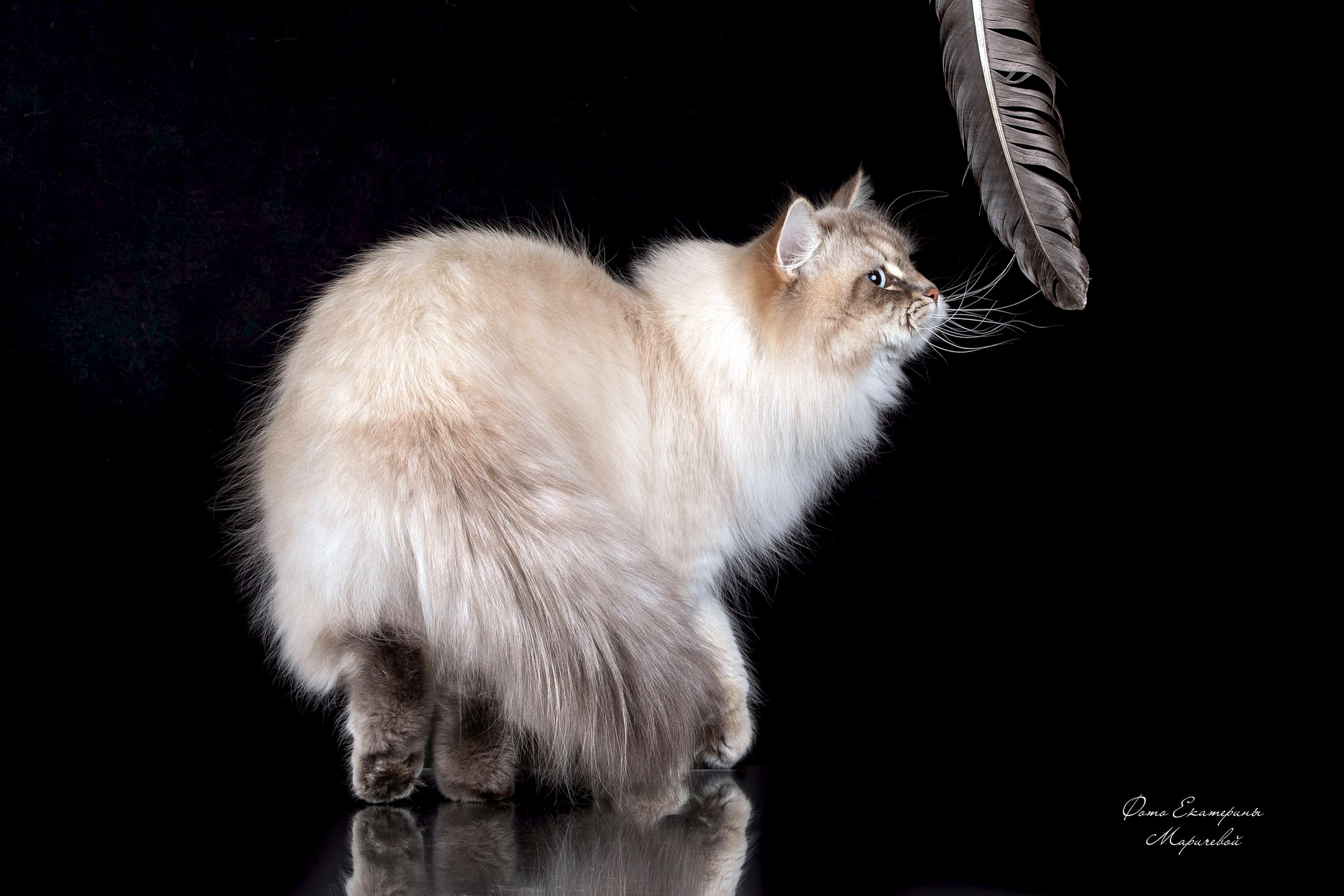 Фоны чёрный, белый, серый. Фотограф-анималист в Омске Екатерина Маричева