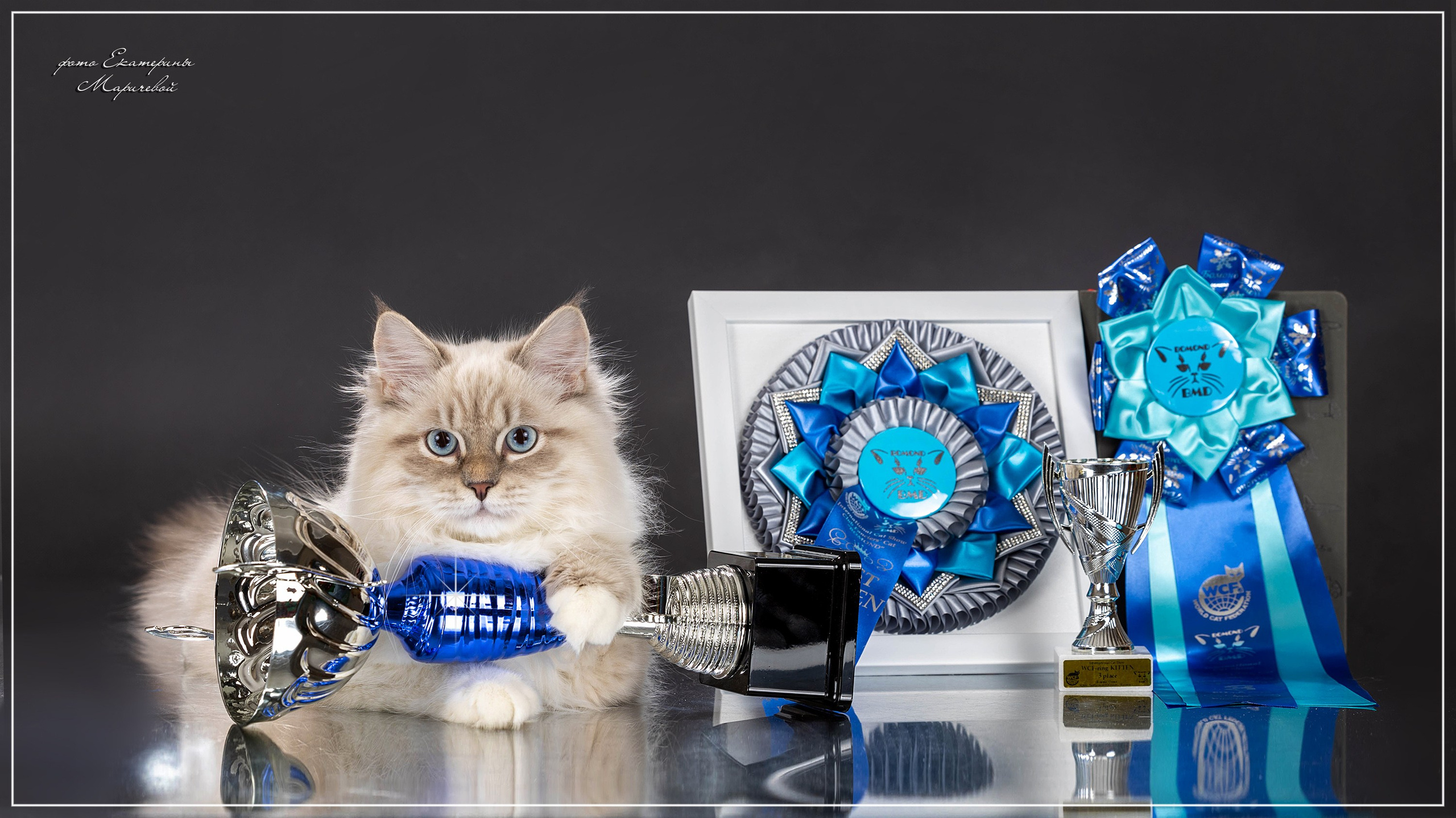 Стендовая съёмка на выставках кошек. Фотограф-анималист в Омске Екатерина Маричева