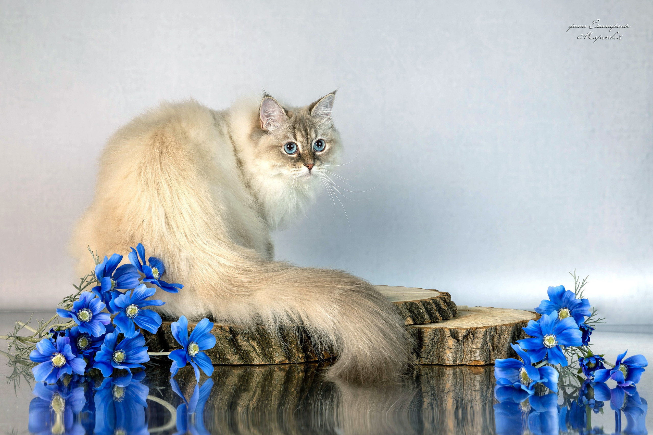Стендовая съёмка на выставках кошек. Фотограф-анималист в Омске Екатерина Маричева