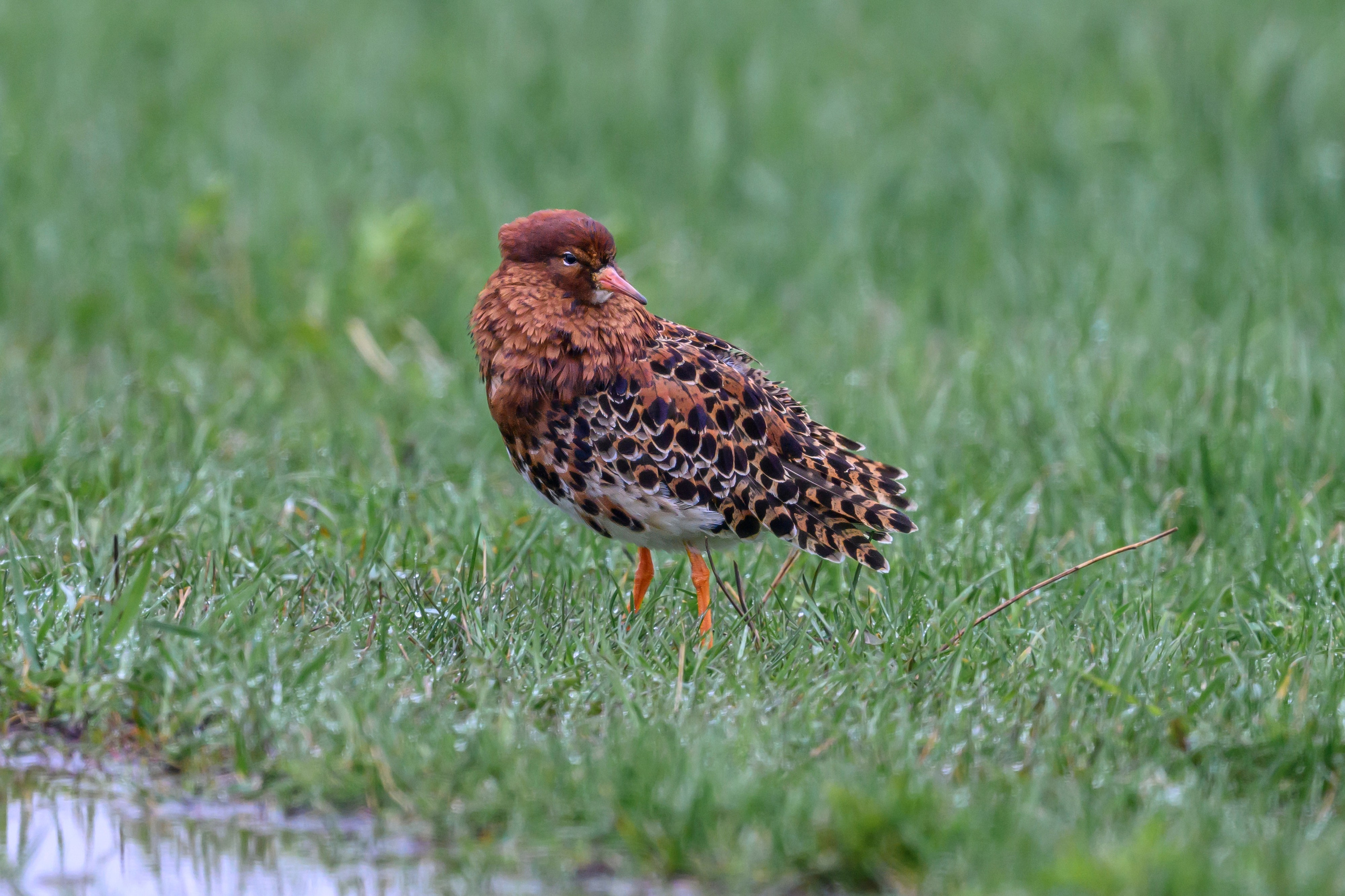 Дождь. Wildlife photography by Sergey Puponin