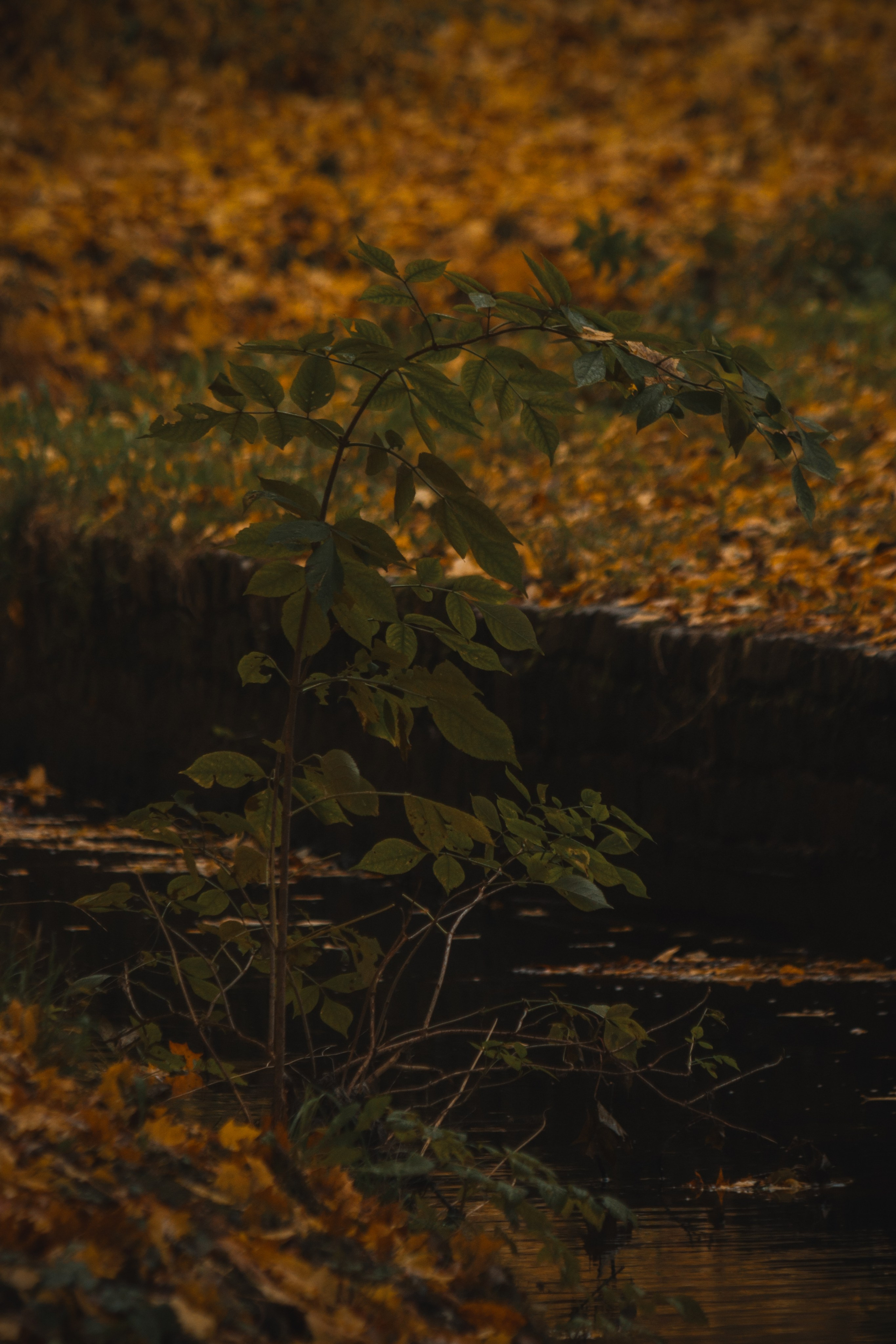 Ж Е Л Т Ы Й. — Digital Noise —