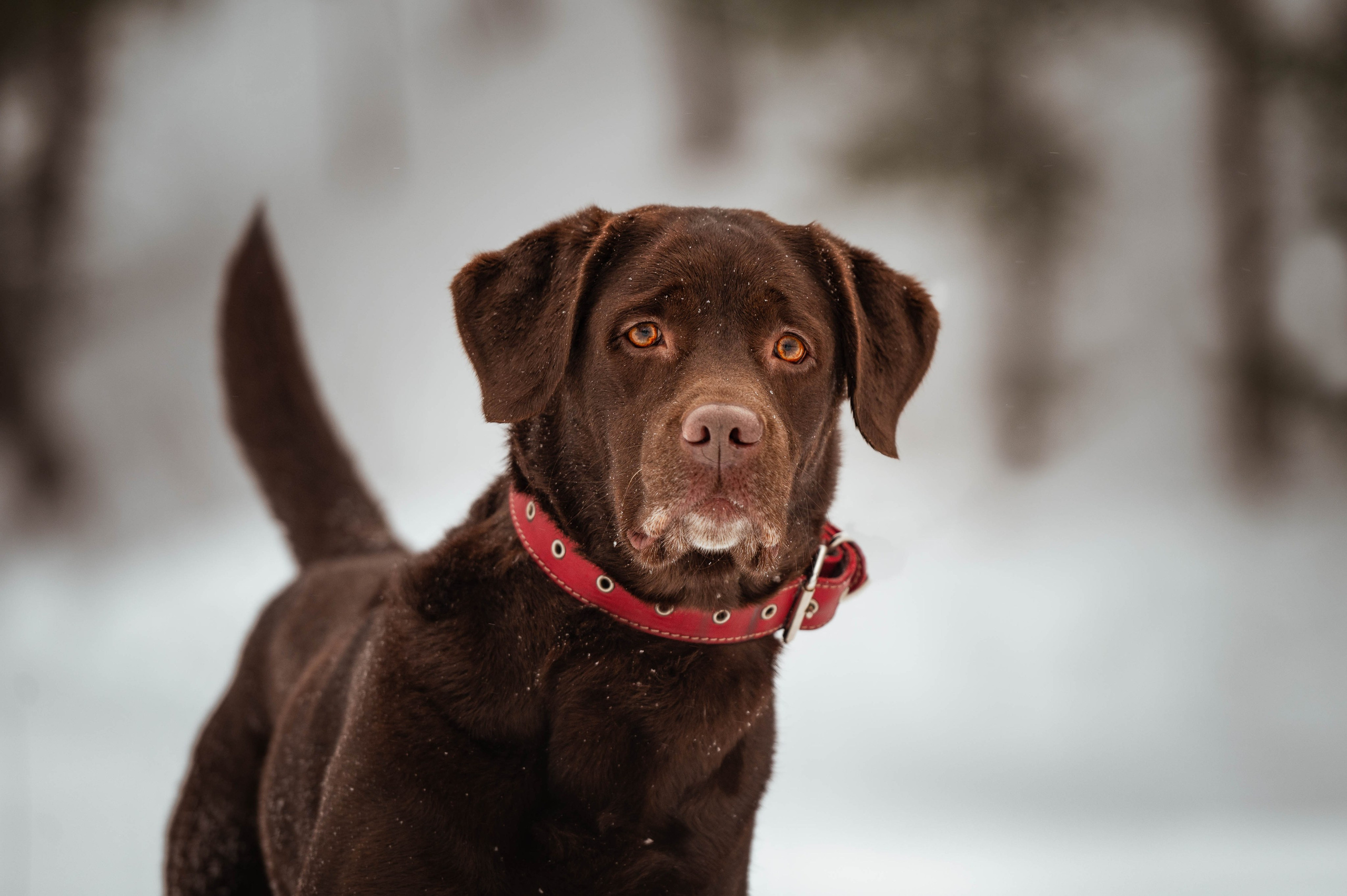 Прогулка на Лыткаринском карьере. Фотограф-анималист