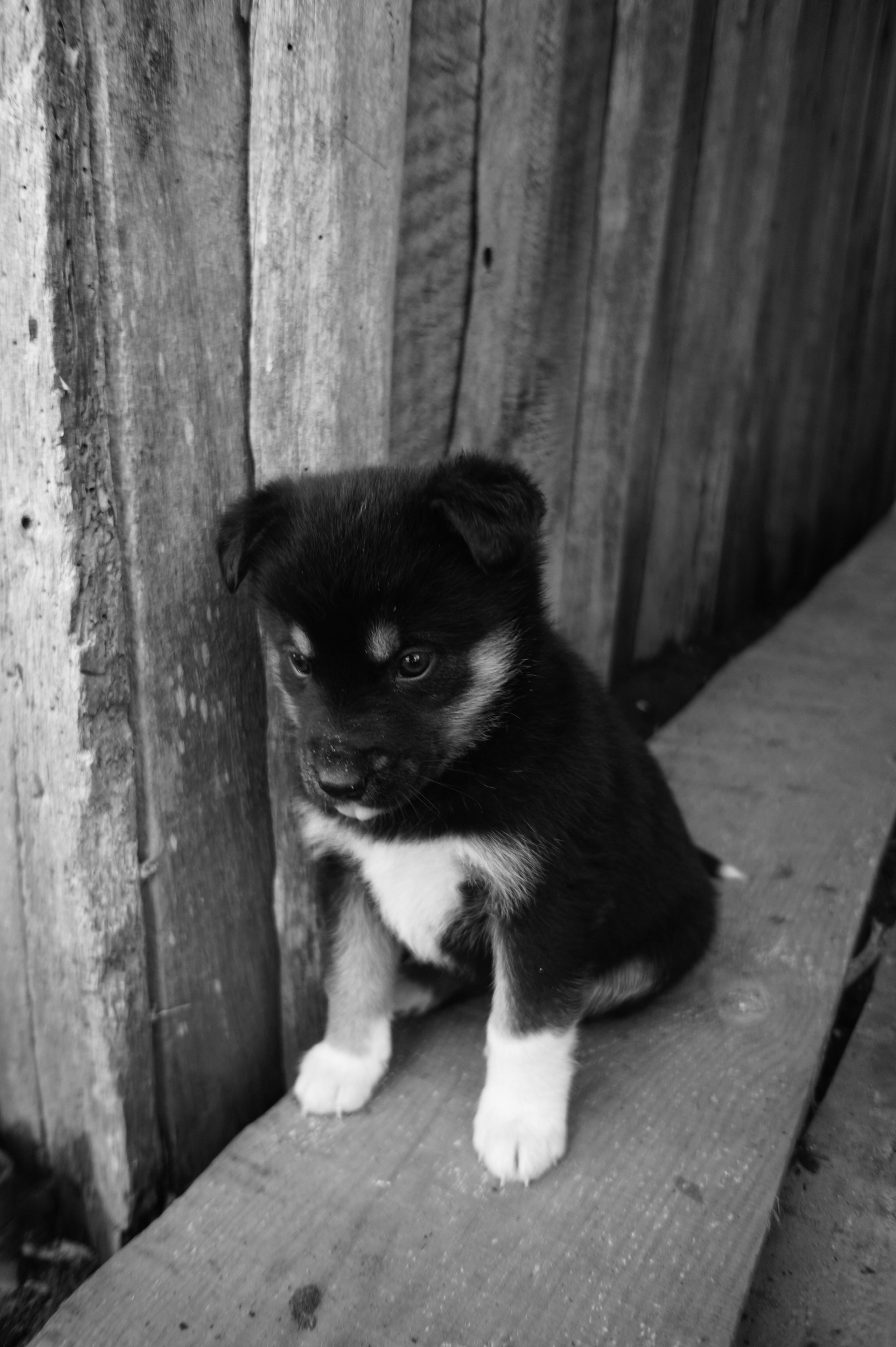 Dogs. Профессиональный фотограф