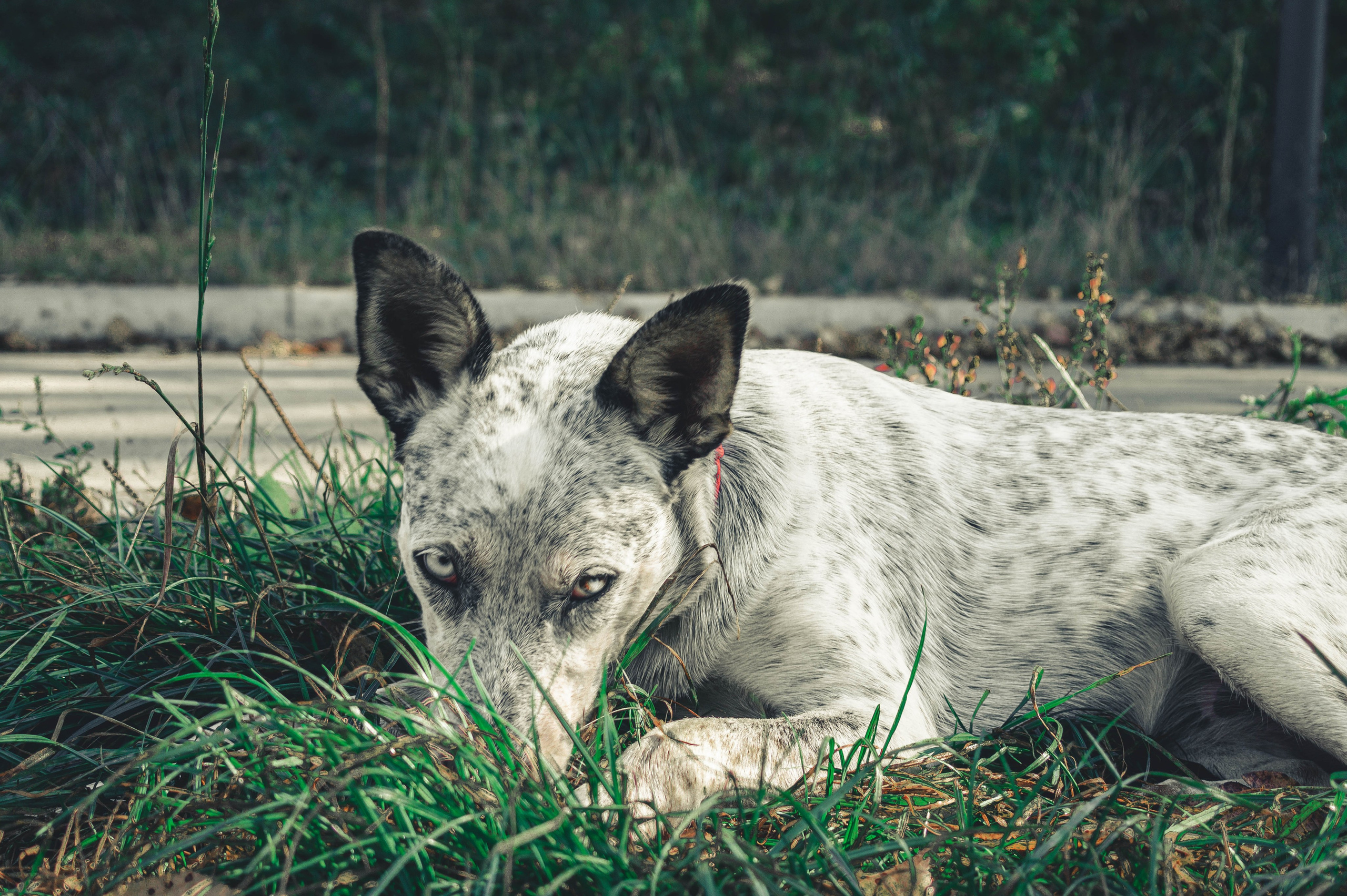 Цунами. Профессиональный фотограф