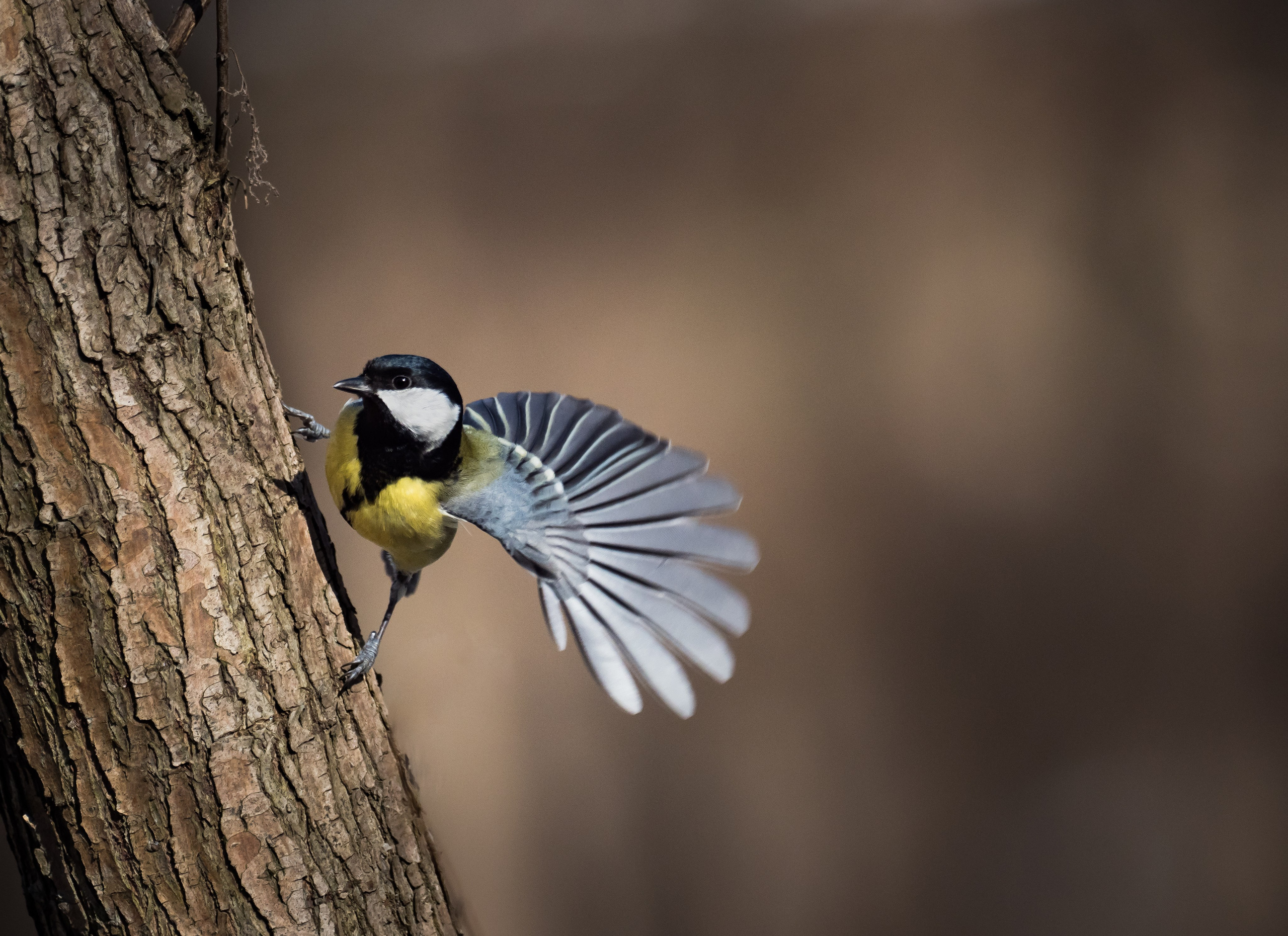 Птицы и животные. Oles Paritskiy