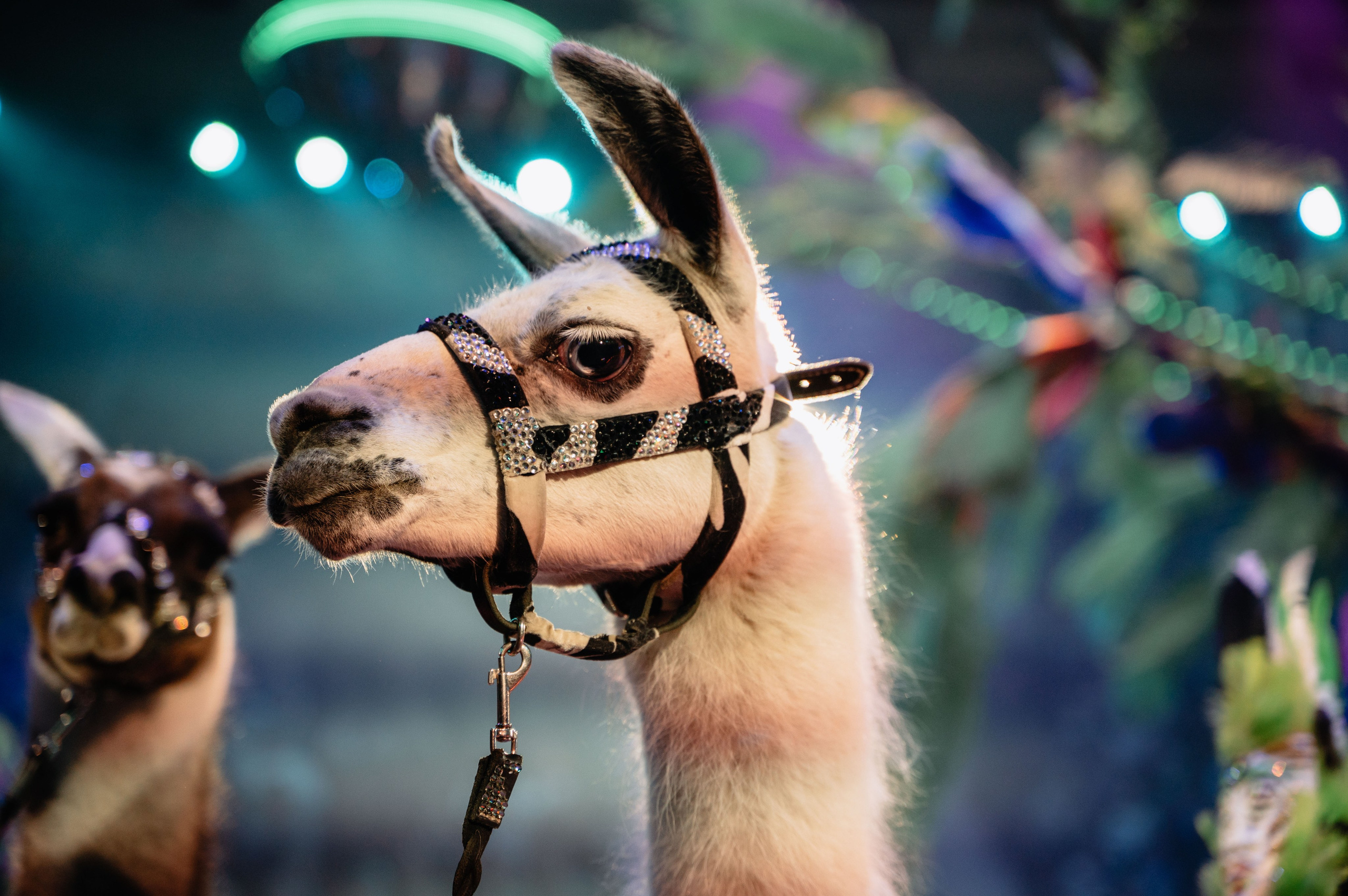 Цирк. Большакова Полина — фотограф в Туле